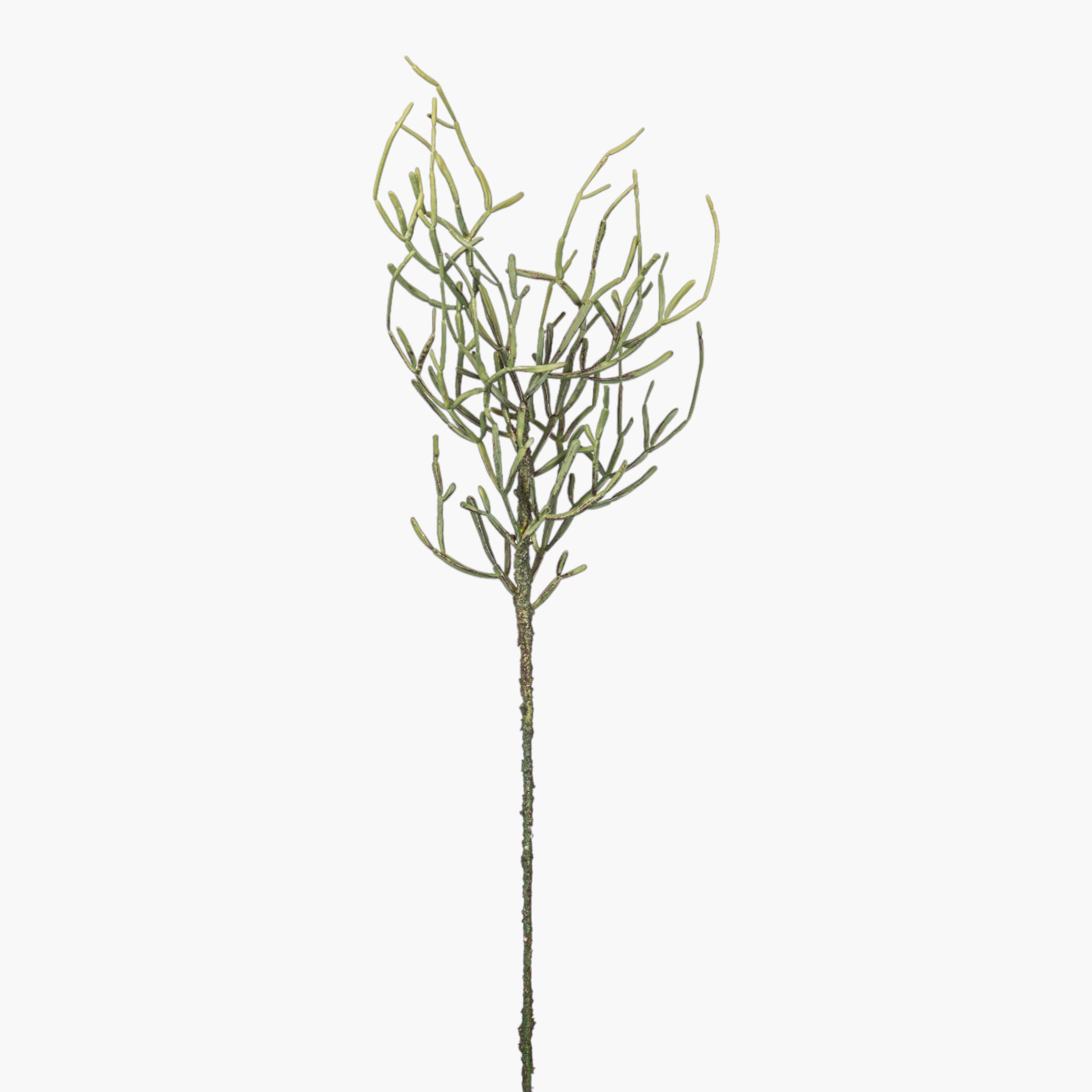 25" Curly Pencil Cactus Stem ST1259