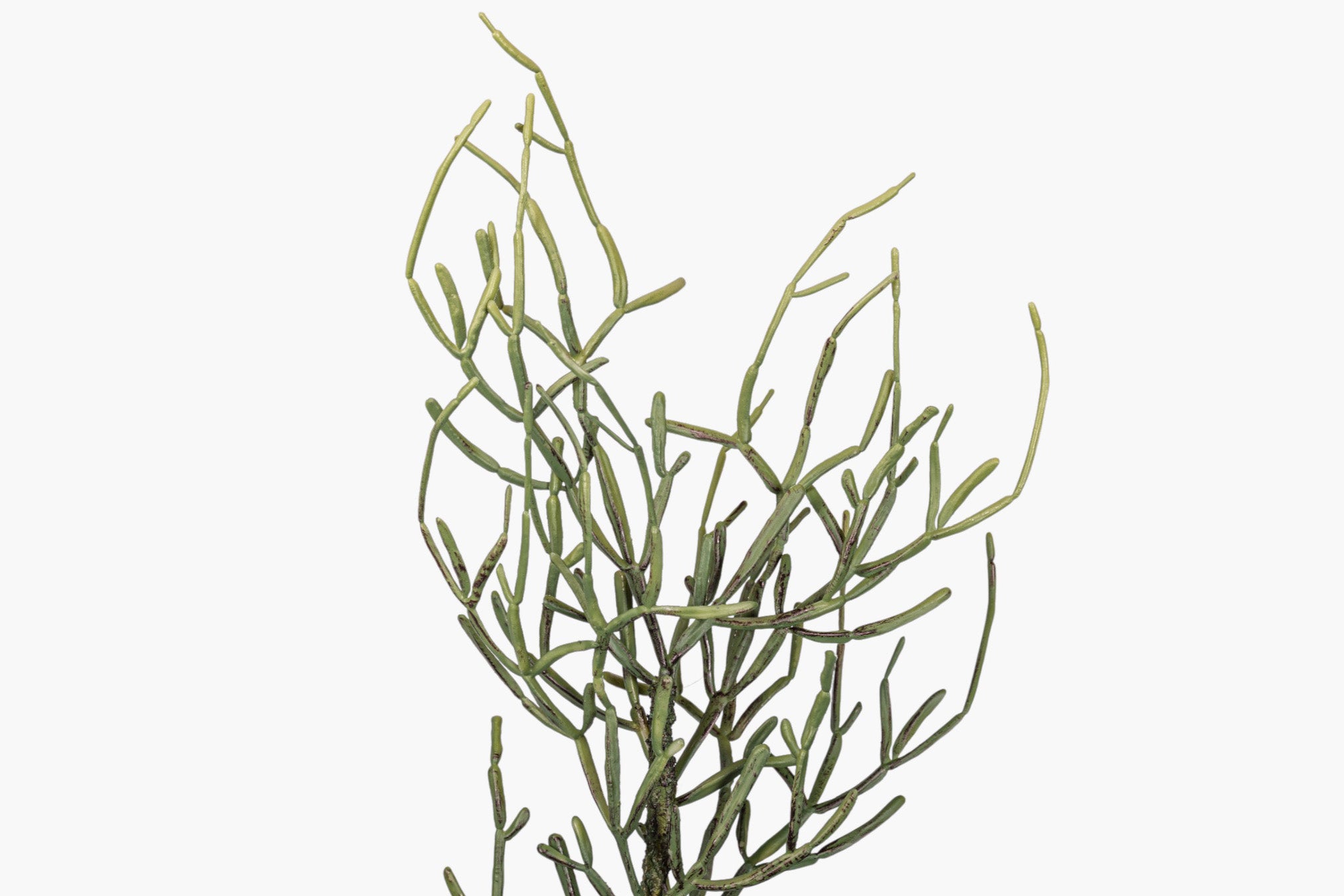 25" Curly Pencil Cactus Stem ST1259