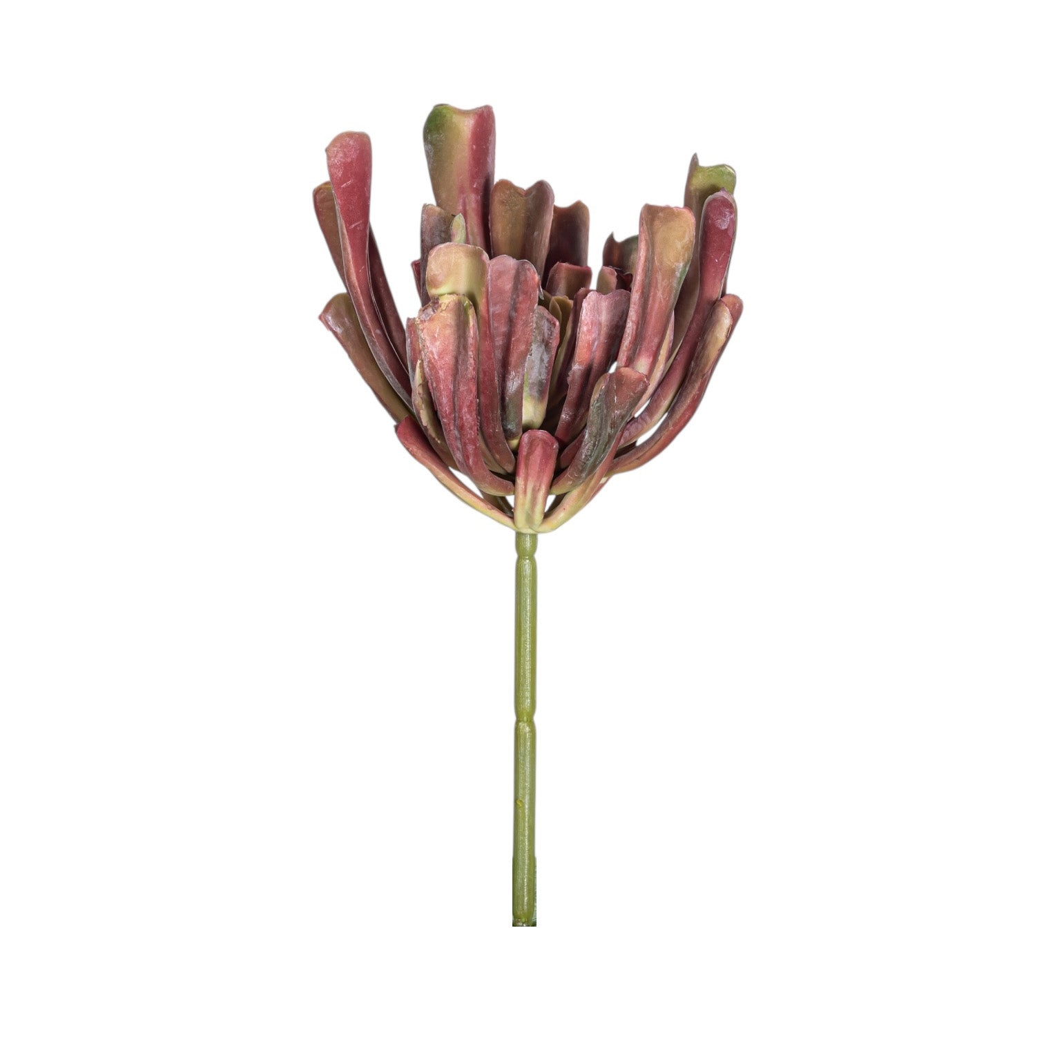 7" Echeveria Stem SU1091UV