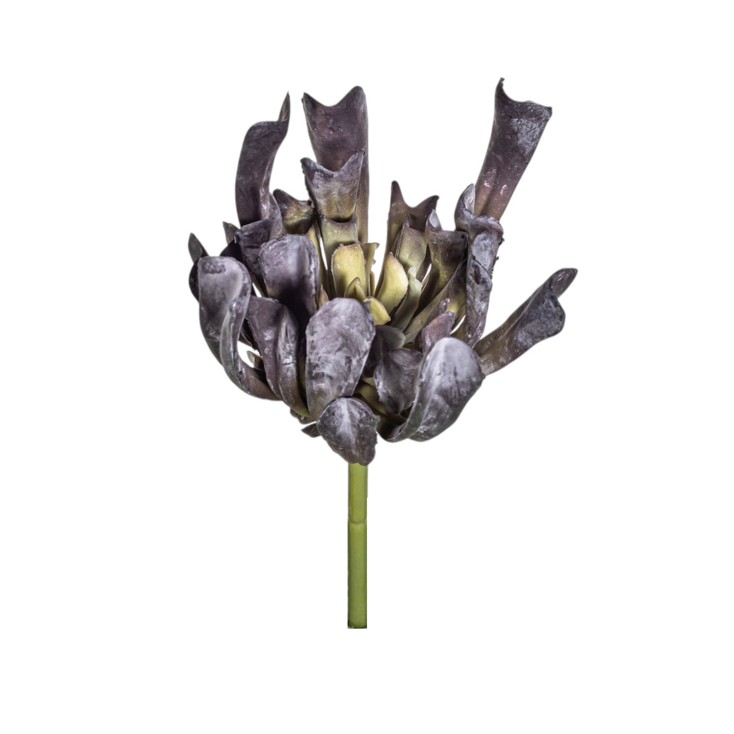 7" Echeveria Stem SU1092UV