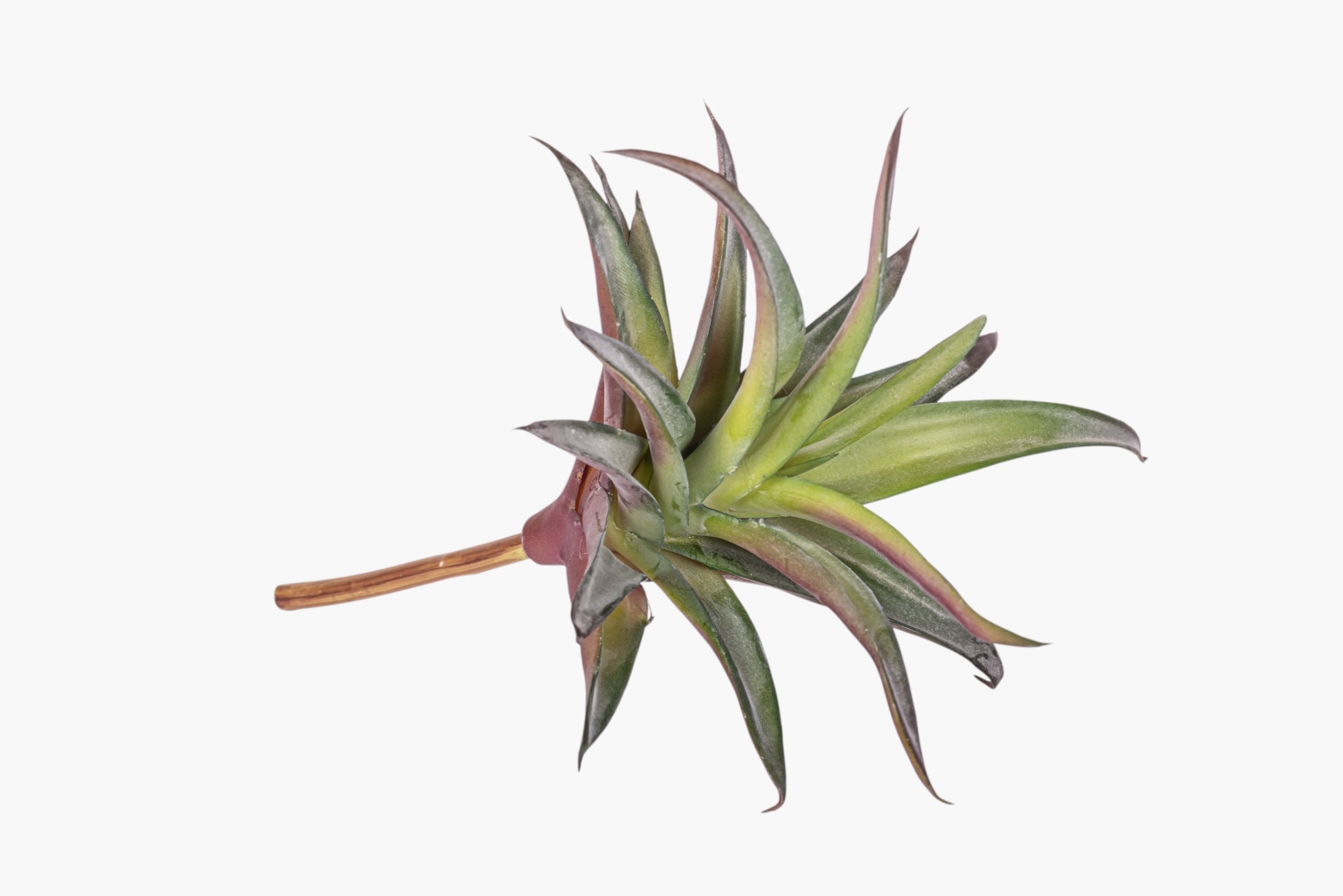 9" Succulent Stem SU1112