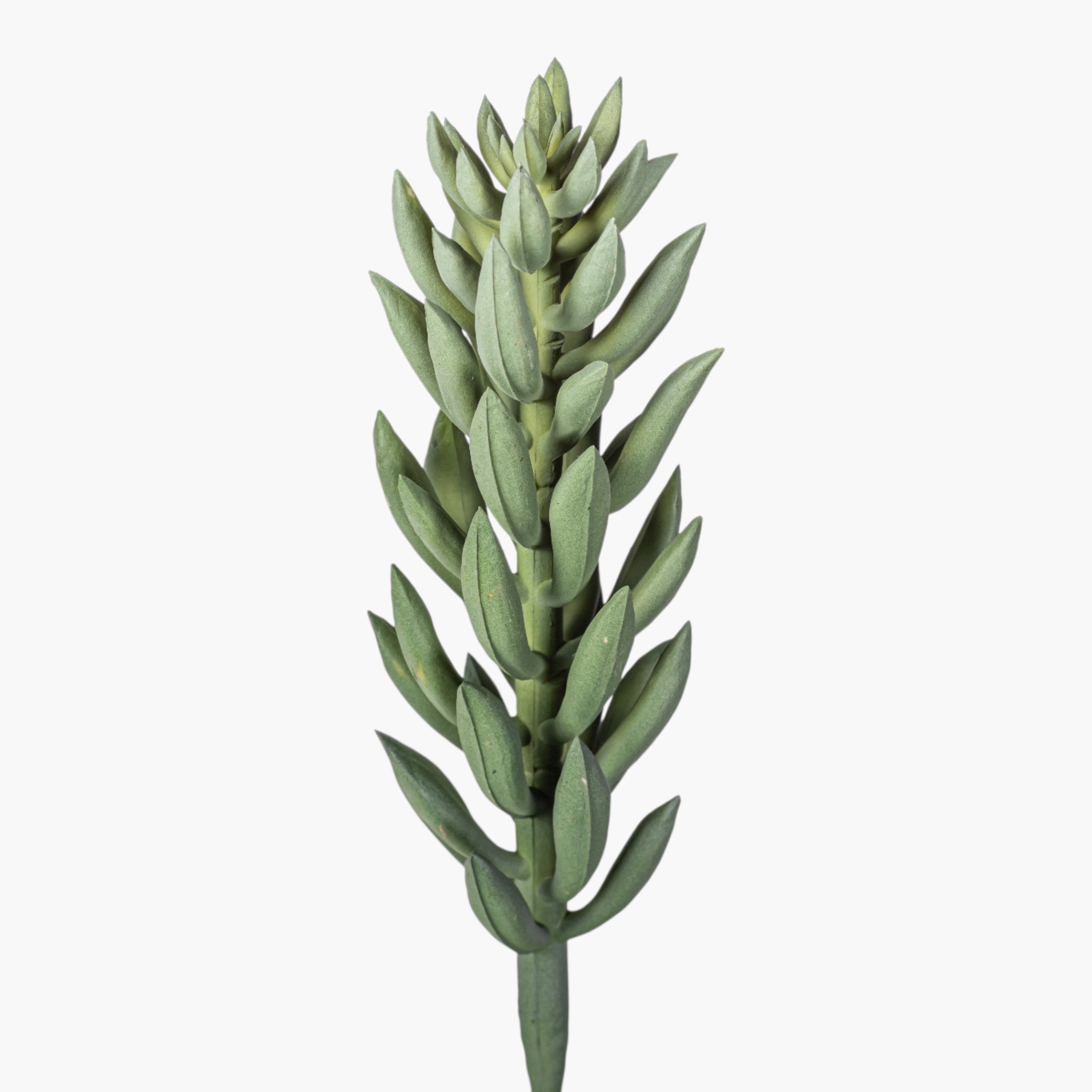 8" Succulent Stem SU1113