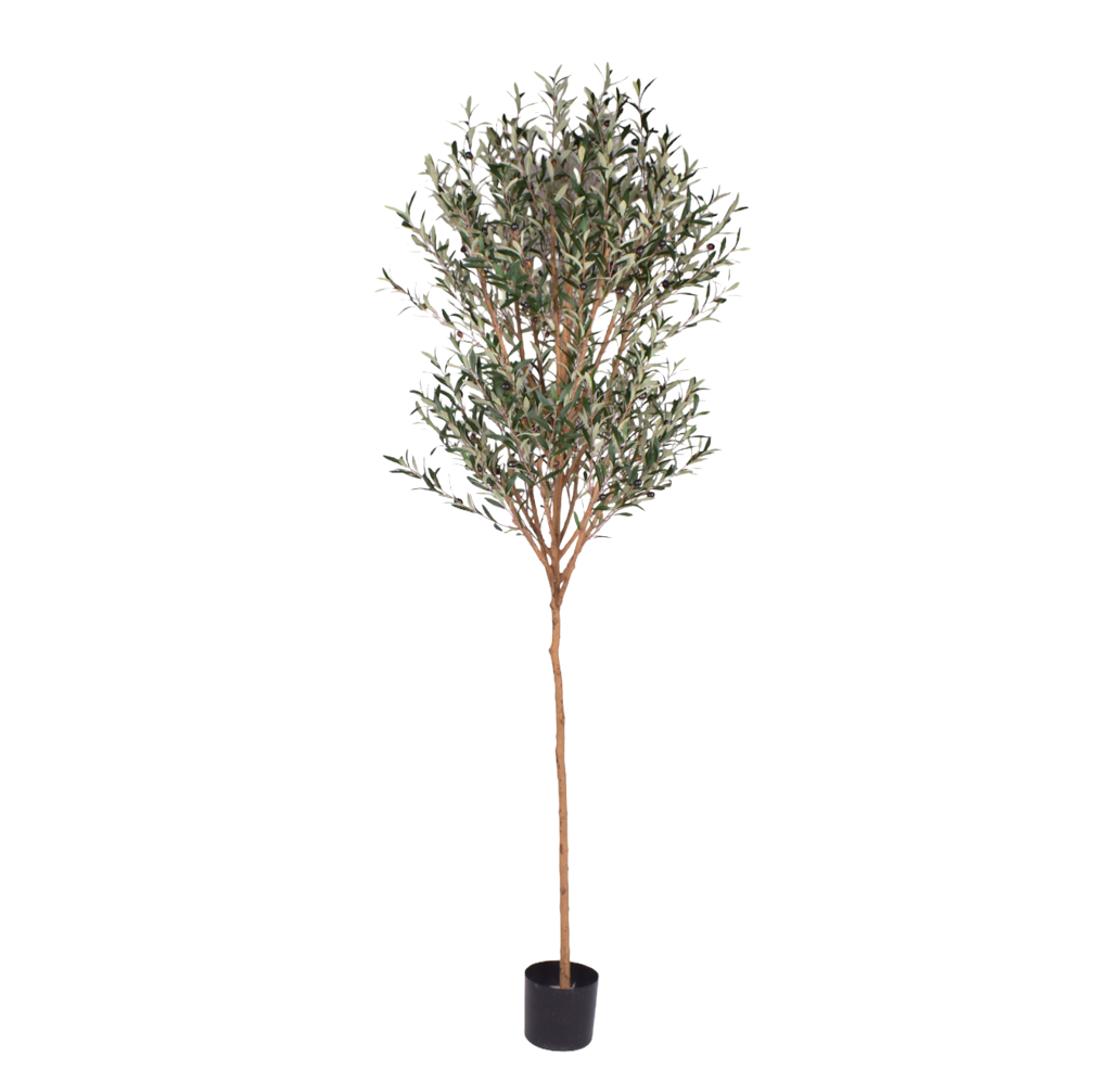 8’ Wild Olive Tree- UV Protected FP1268