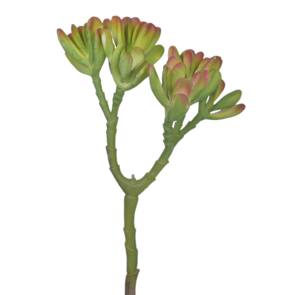 9.5" UV Protected Echeveria Succulent SU1075UV