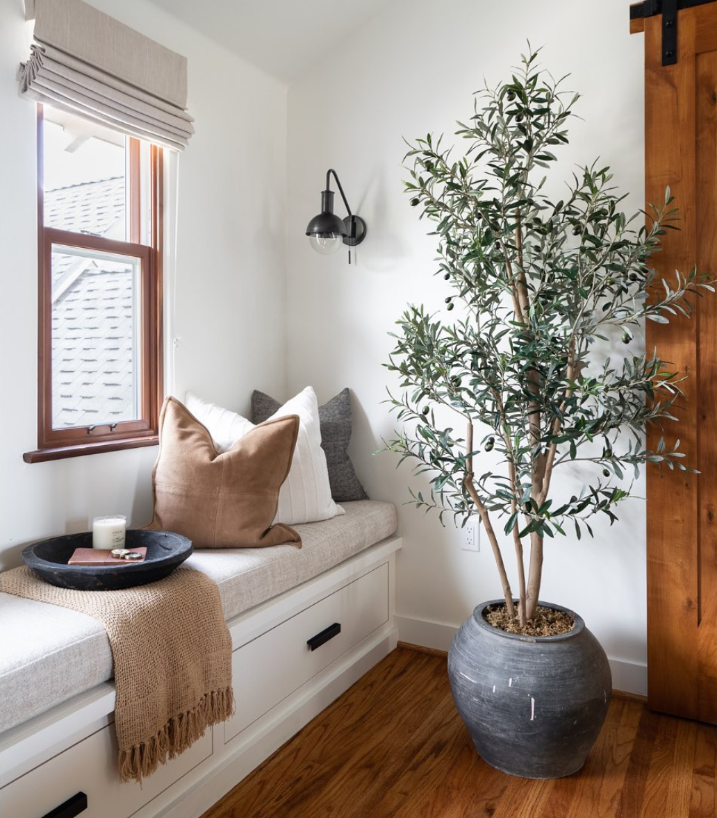 6' Olive Tree   FP1185
