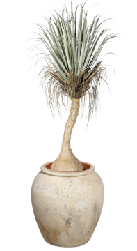 7' Ponytail Palm in Kai Planter | PC1520CN1387SM