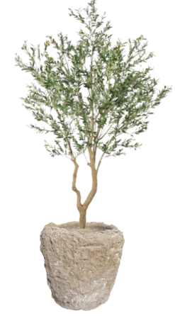 10' Olive Tree in Crux Planter | PC1420CN1393LG
