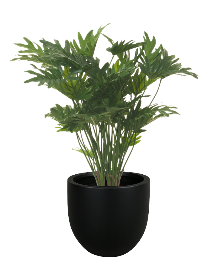 34" Philodendron Xanadu in Planter with Spanish Moss