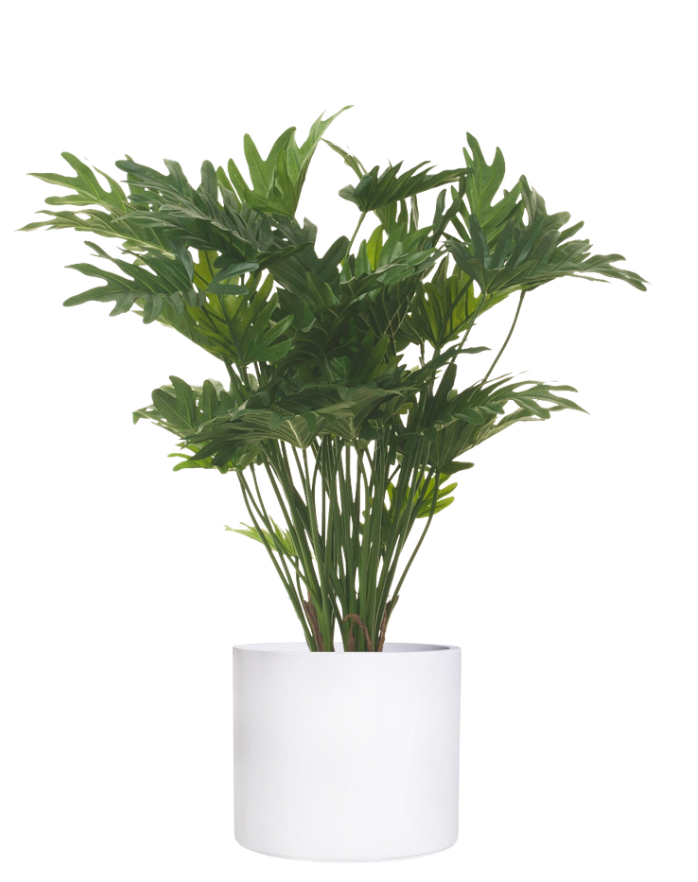 34" Philodendron Xanadu in Planter with Spanish Moss