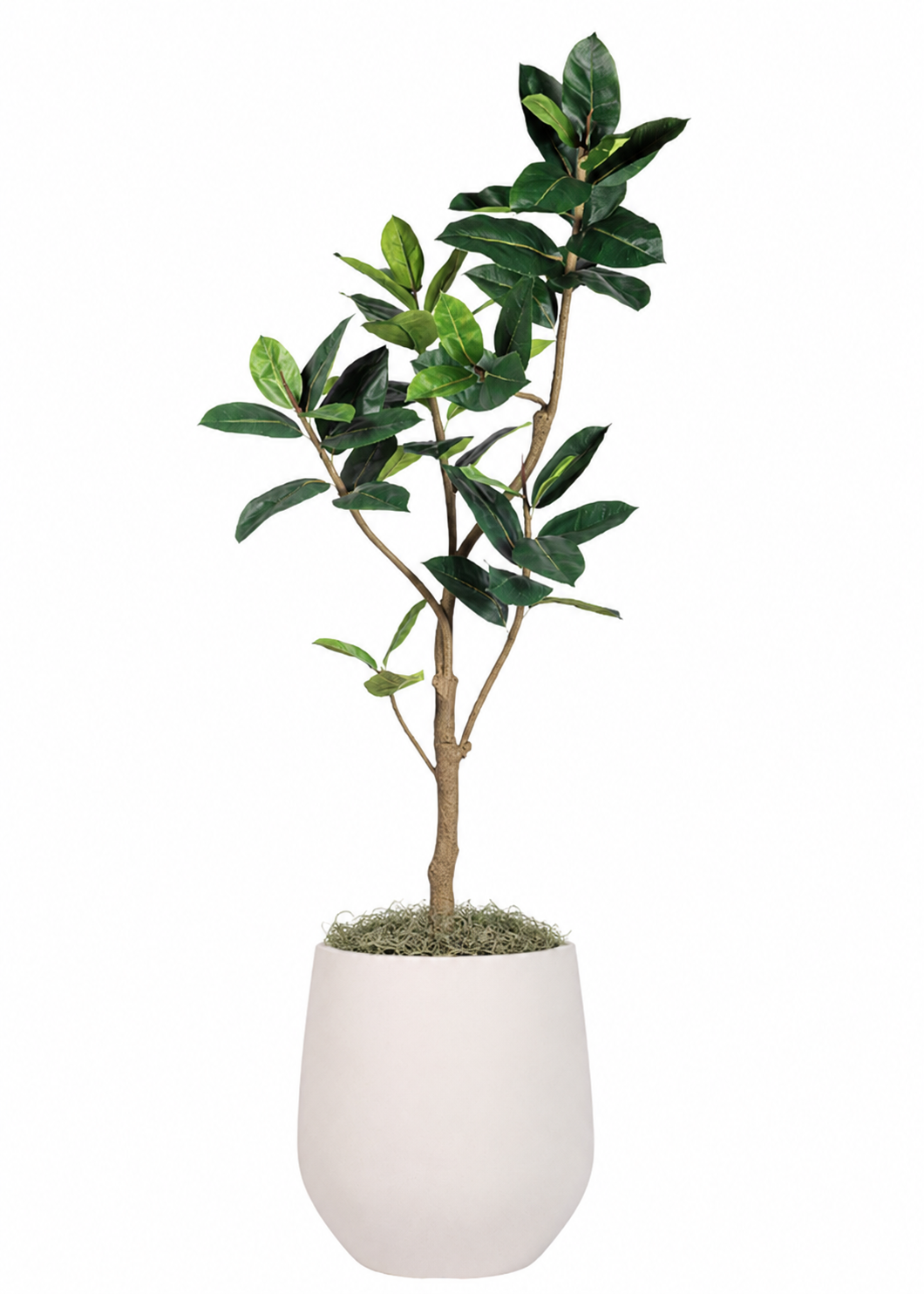 6.5' Rubber Tree in Holden Planter with Spanish Moss PC1514CN1464WH