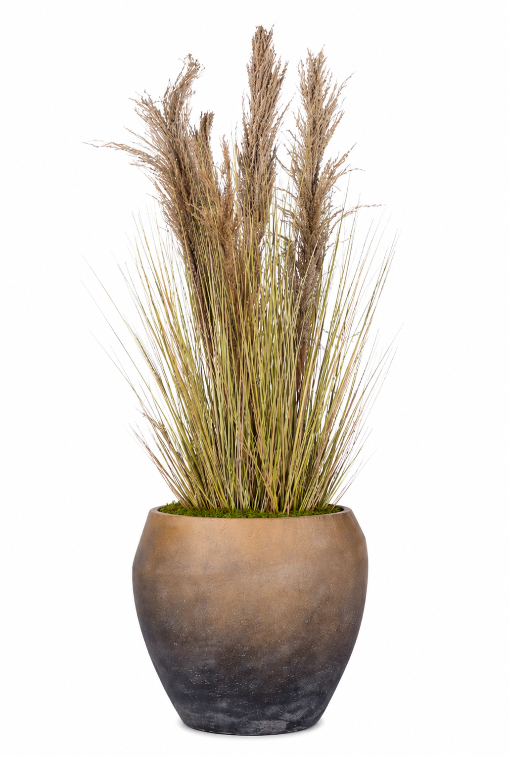 Pampas Grass Plant in Dustin Planter with Sheet Moss PC1481CN1479SM
