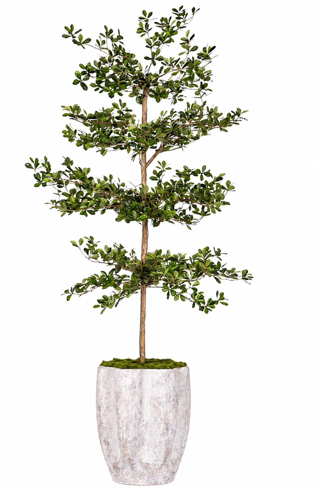 Black Olive in Clover Pot with Mood Moss PC1412CN1471LG