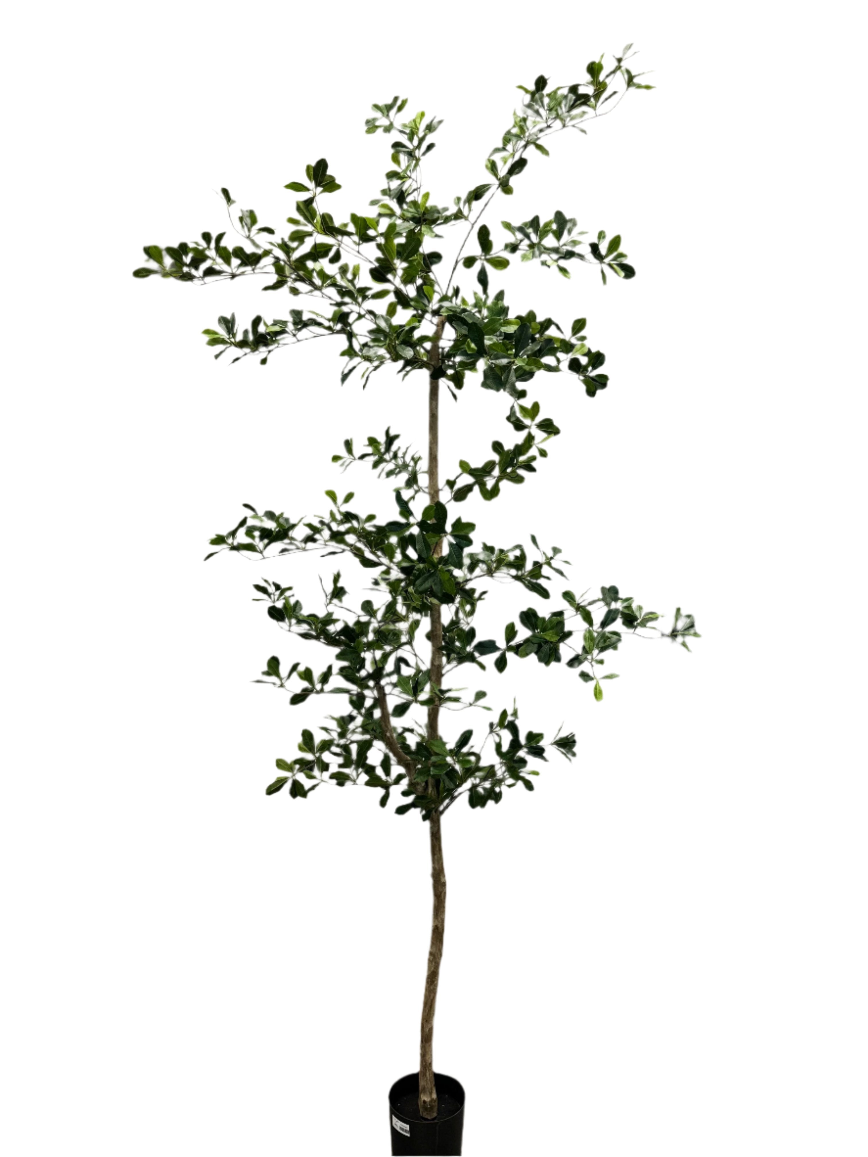 8' Black Olive Shady Lady Tree FP1011
