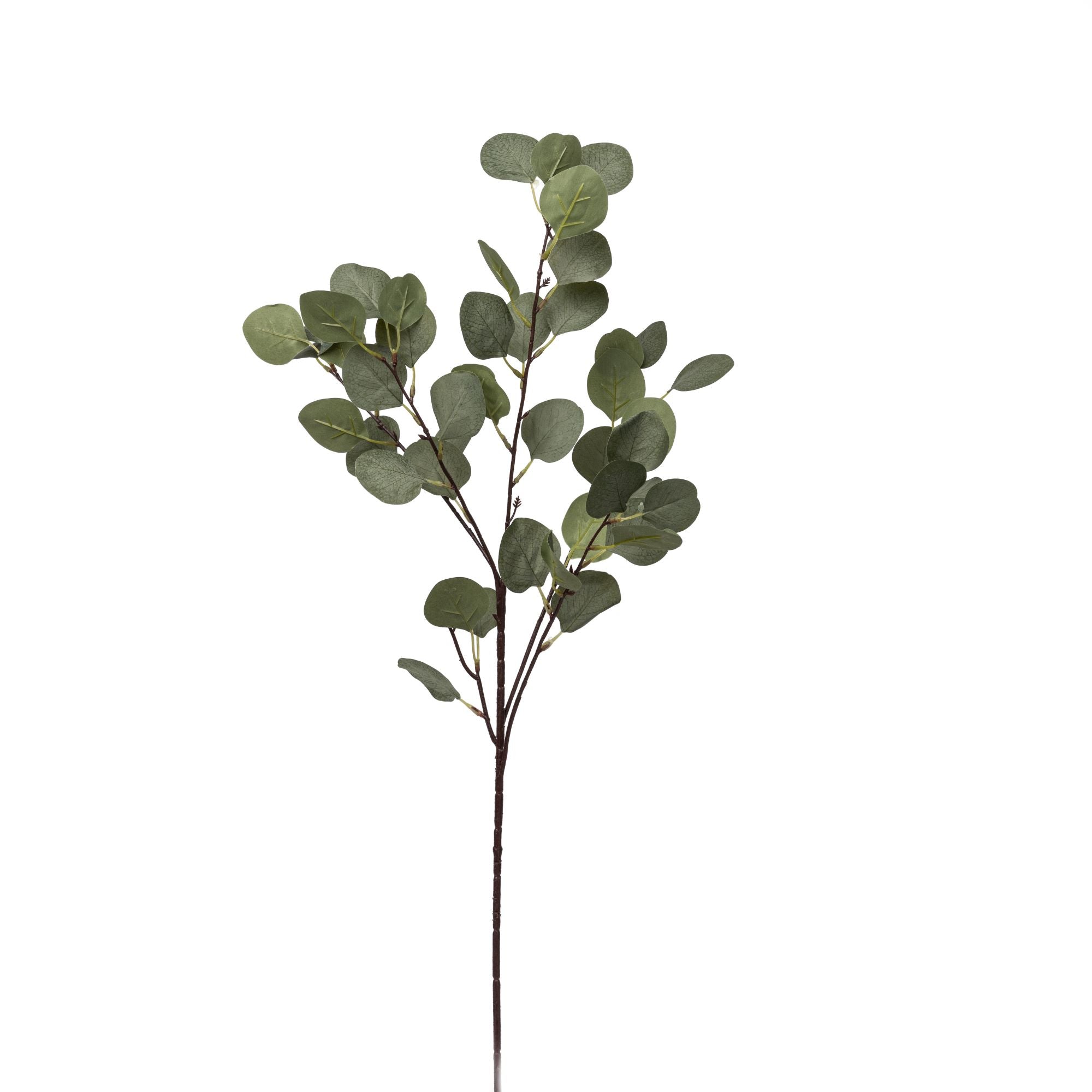 Eucalyptus Stem ST1108