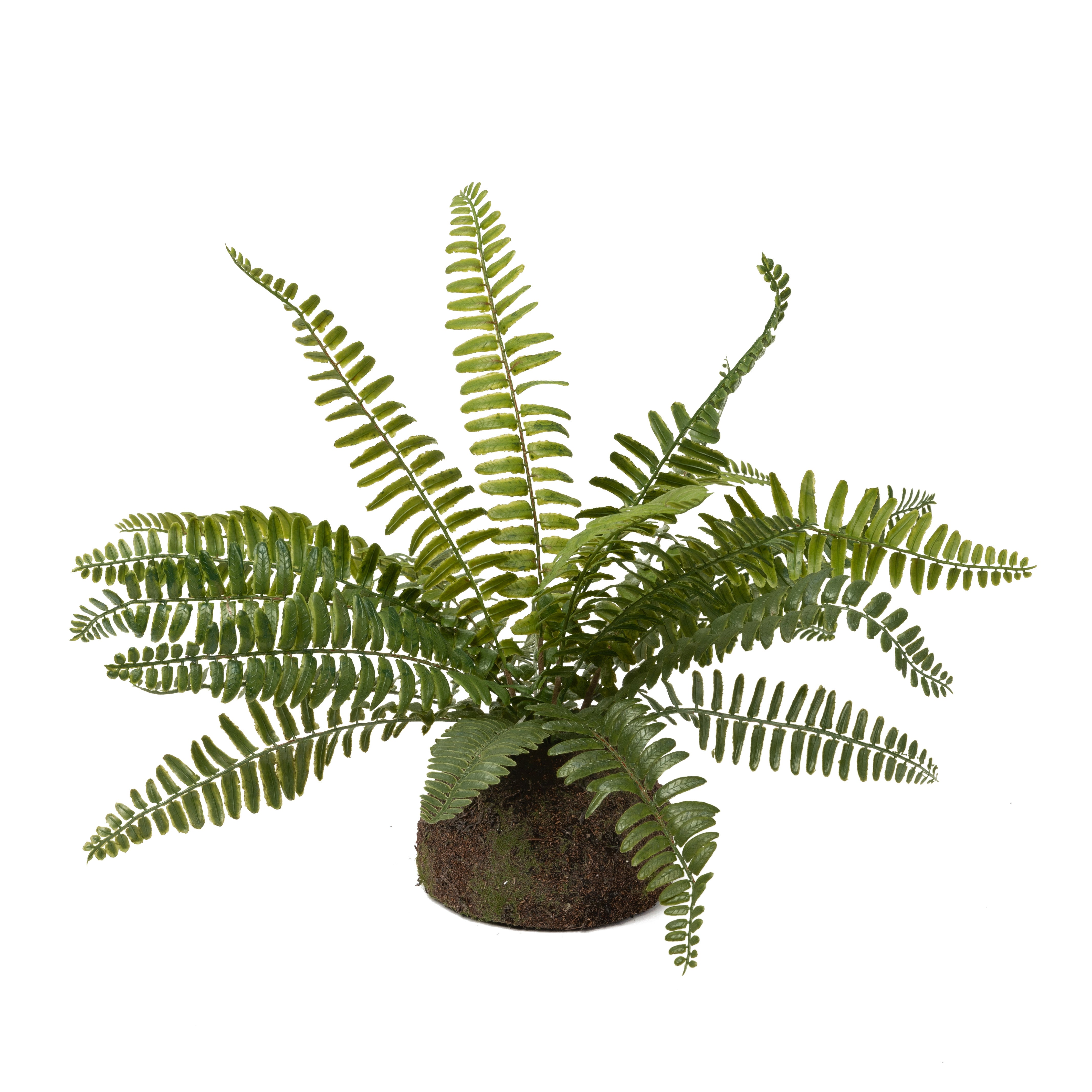 14" Drop In Boston Fern Plant     PP1040