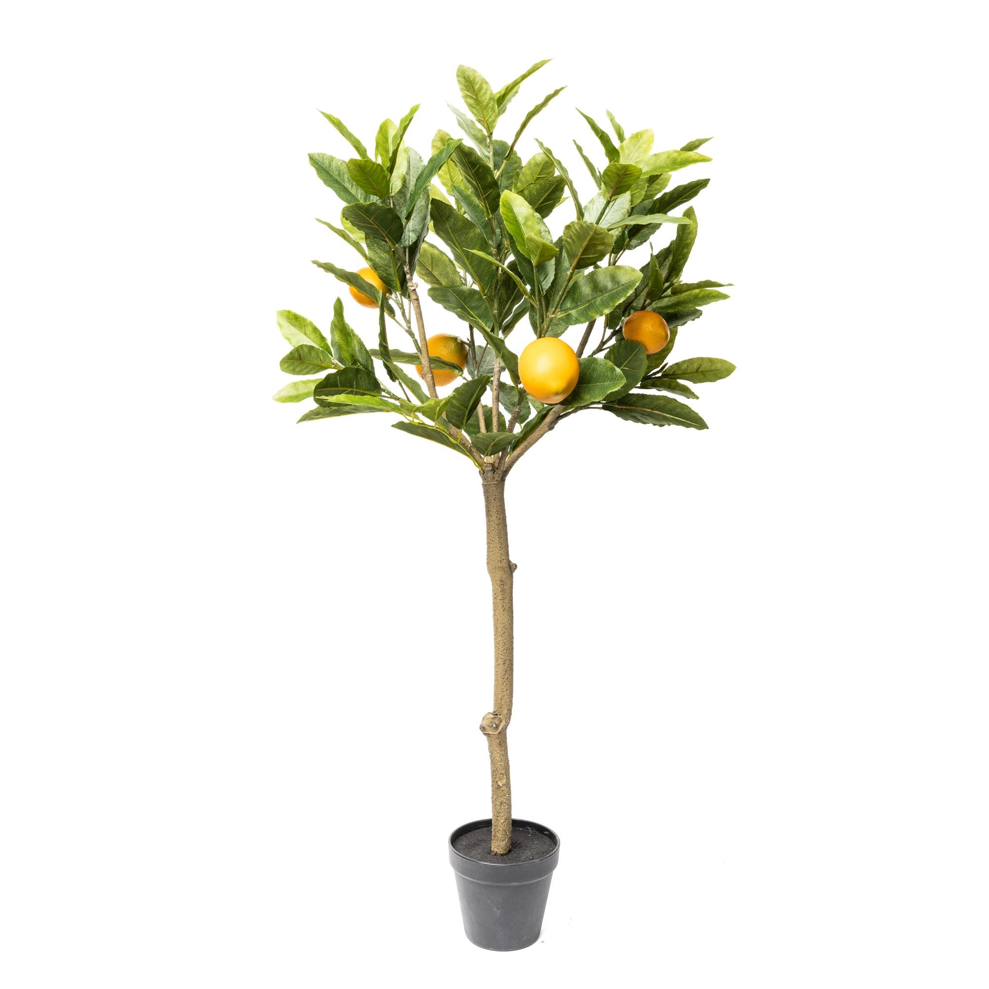 3’ Lemon Tree FP1168