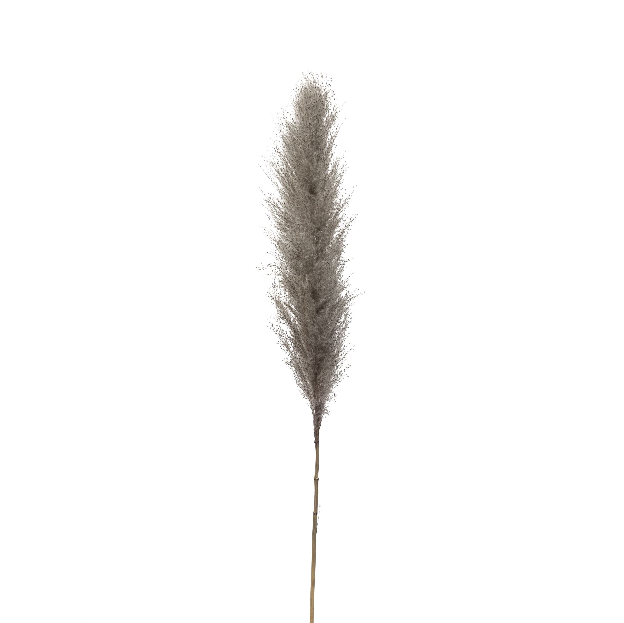 Grey Real Pampas Grass (Pack of 5) ST1106