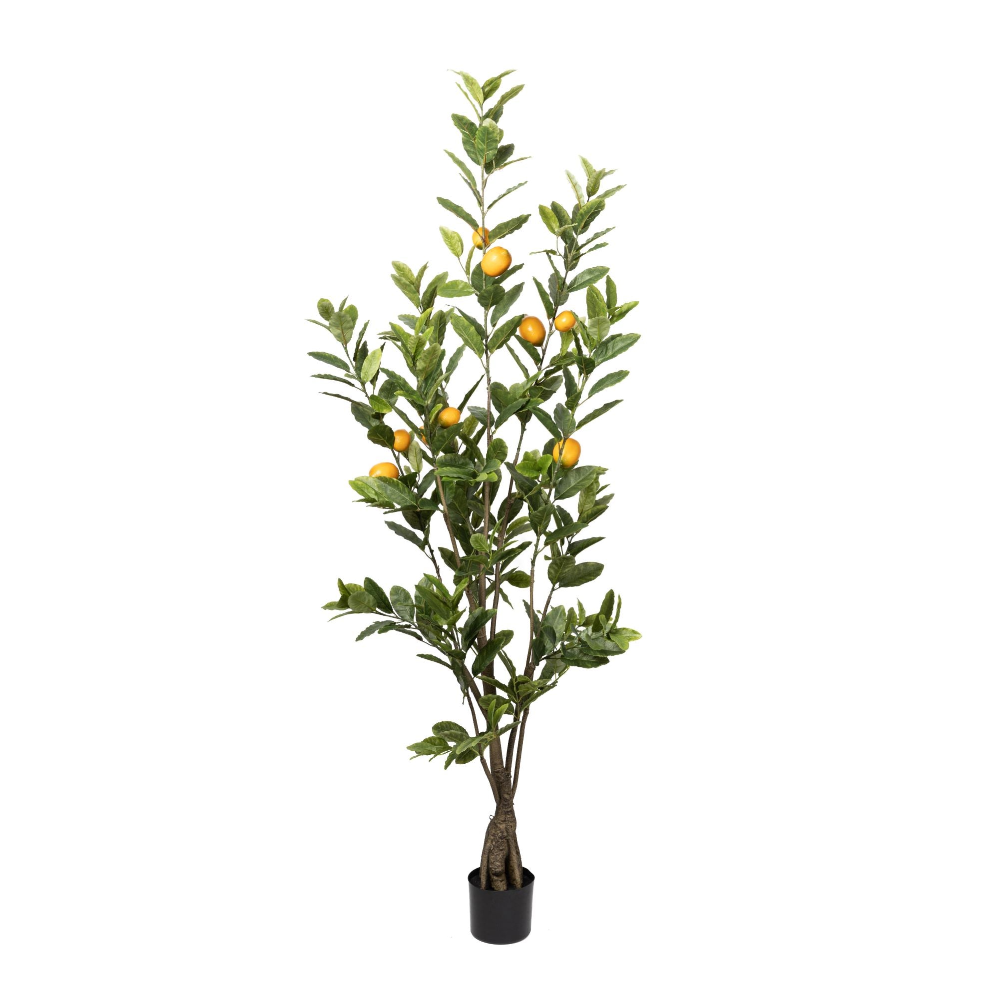 6’ Lemon Tree FP1169