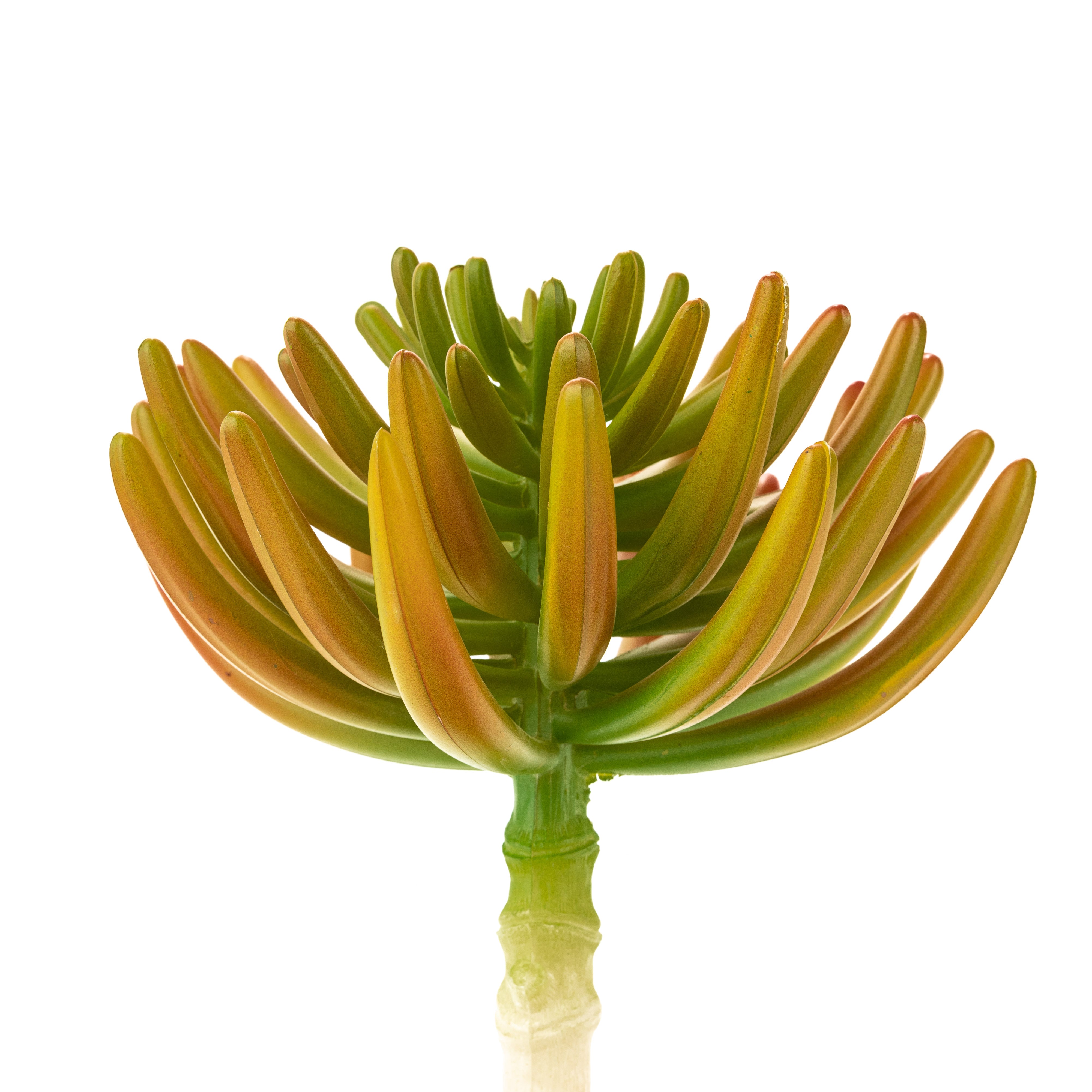 10" Aeonium Pick-Yellow SF1085