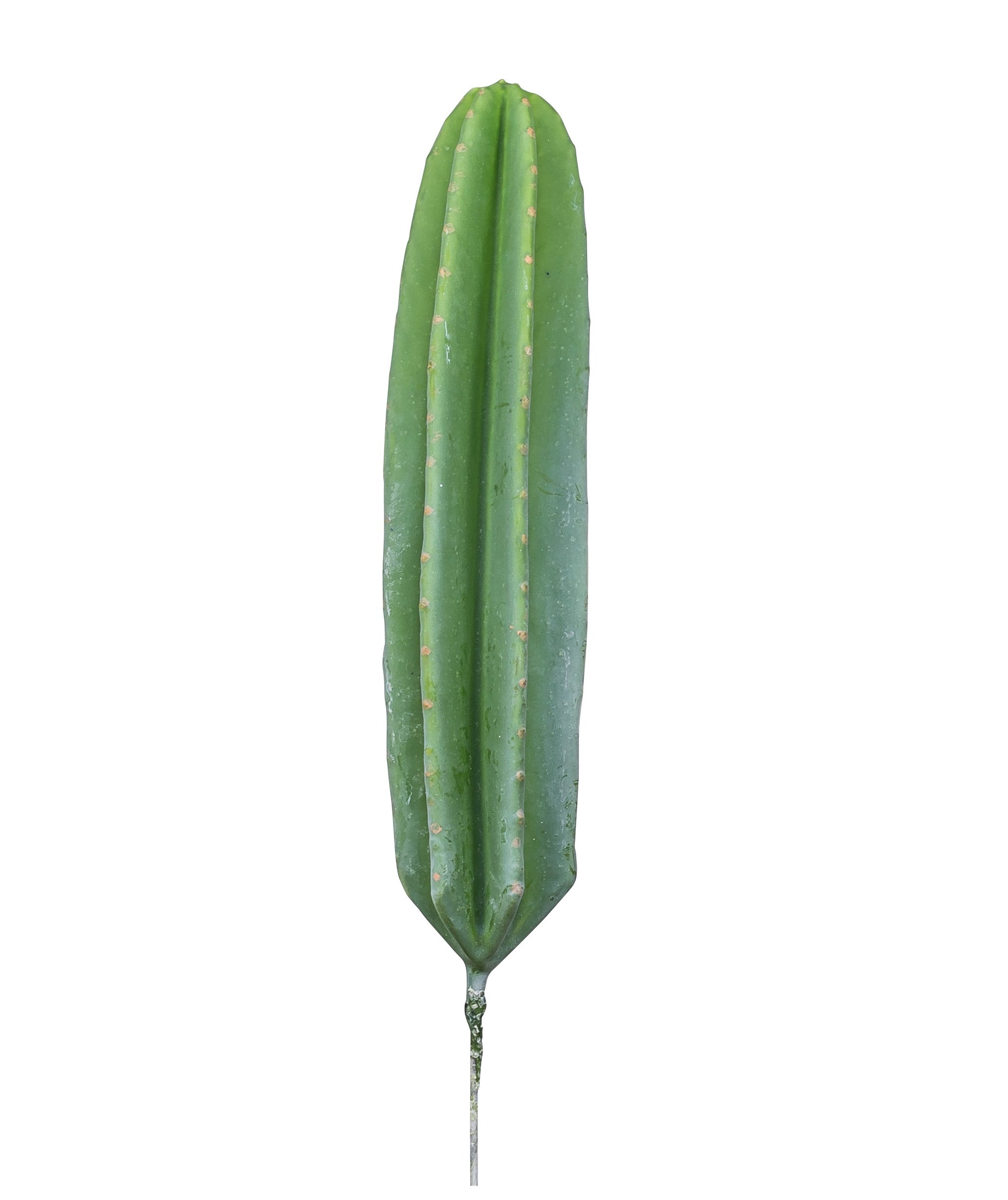 16" Barrel Cactus Stem CC1018
