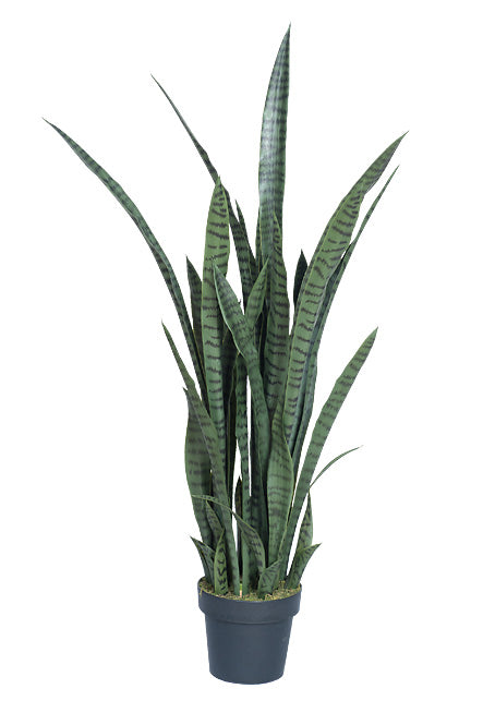 4 snake plant 4' Snake Plant FP1047