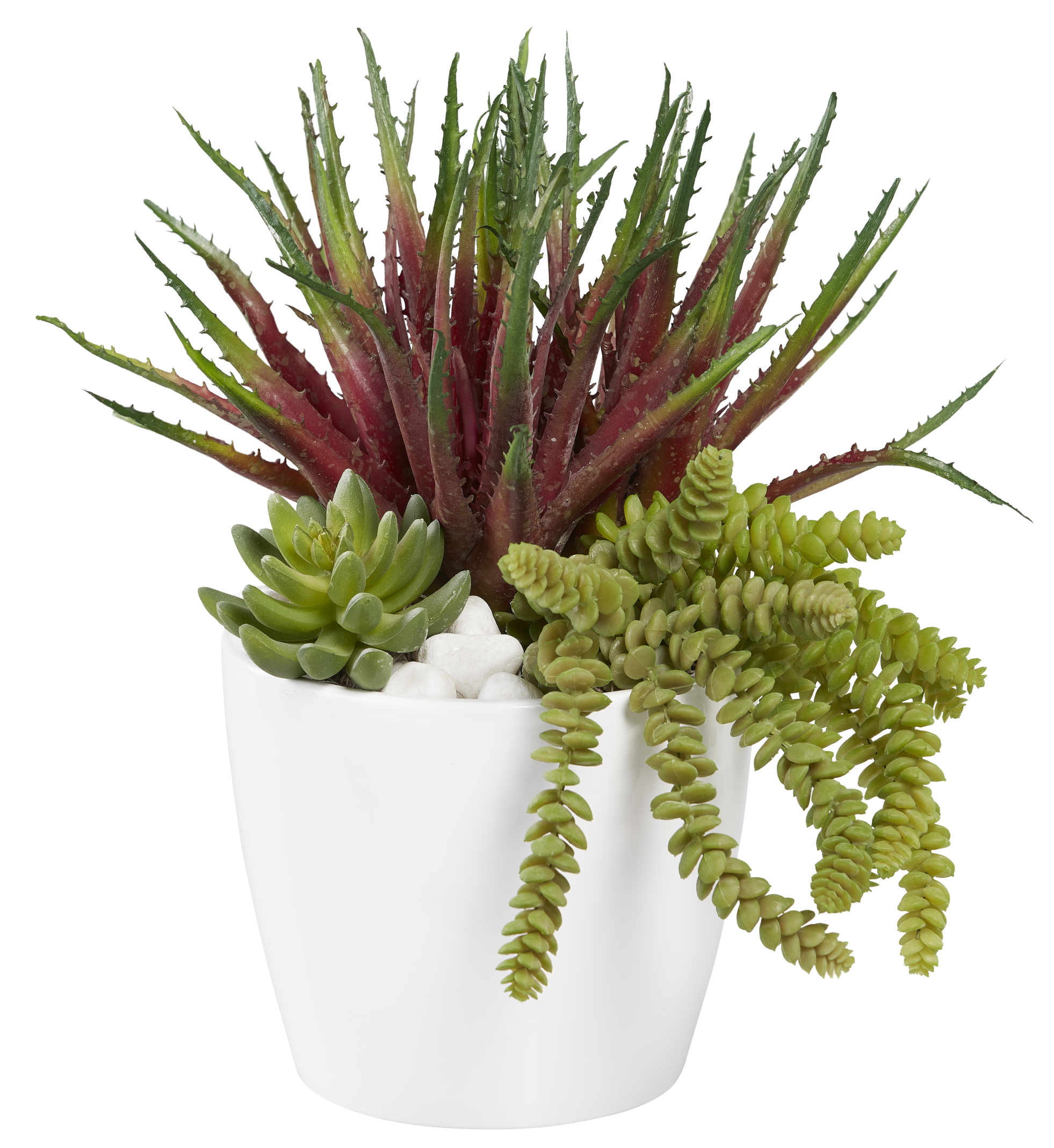 Succulent Arrangement in White Ardie Pot AR1008