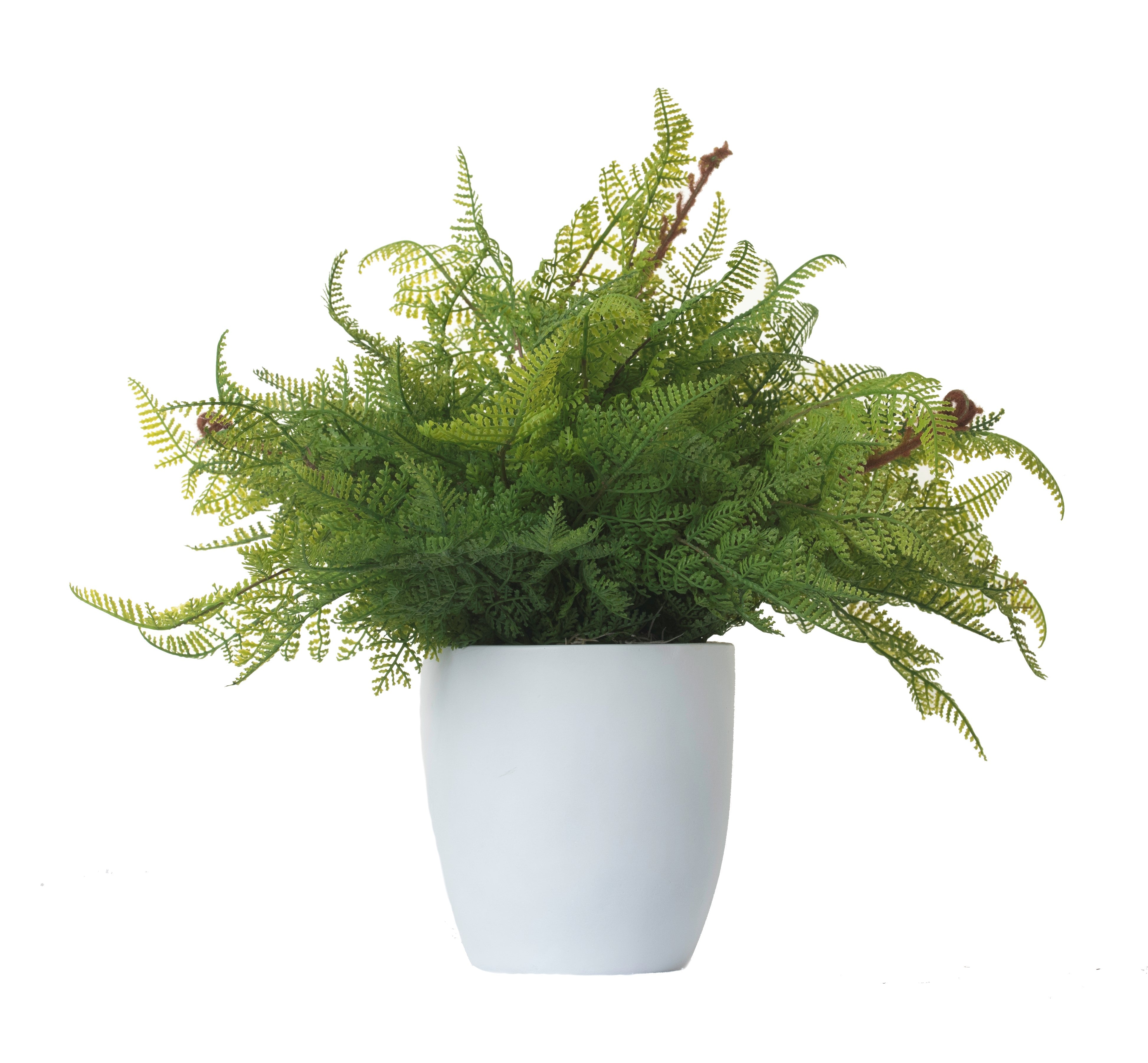 6” Mack Pot with Ferns AR1087