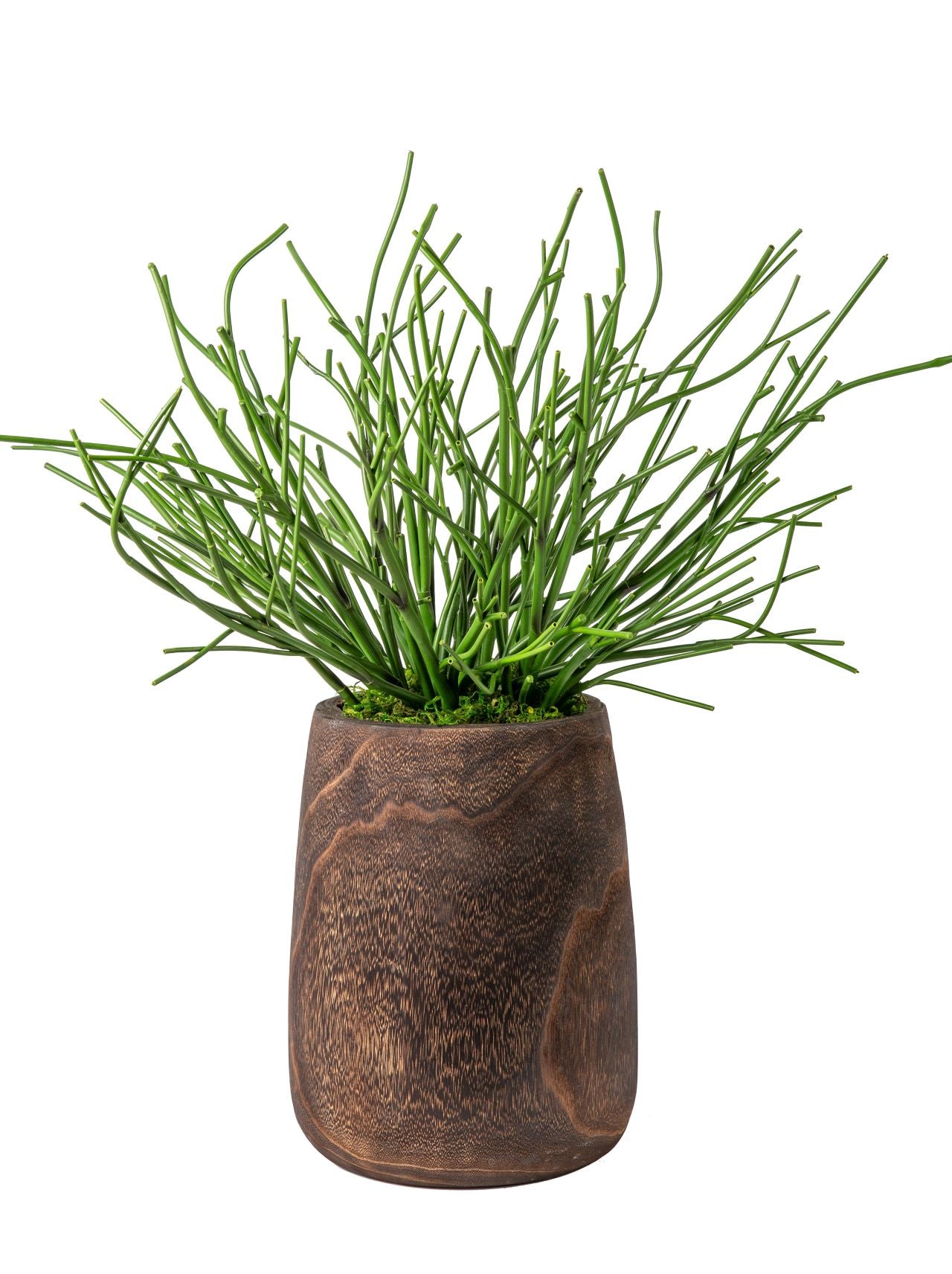 10" Dorian Planter with Pencil Cactus Arrangement AR1144