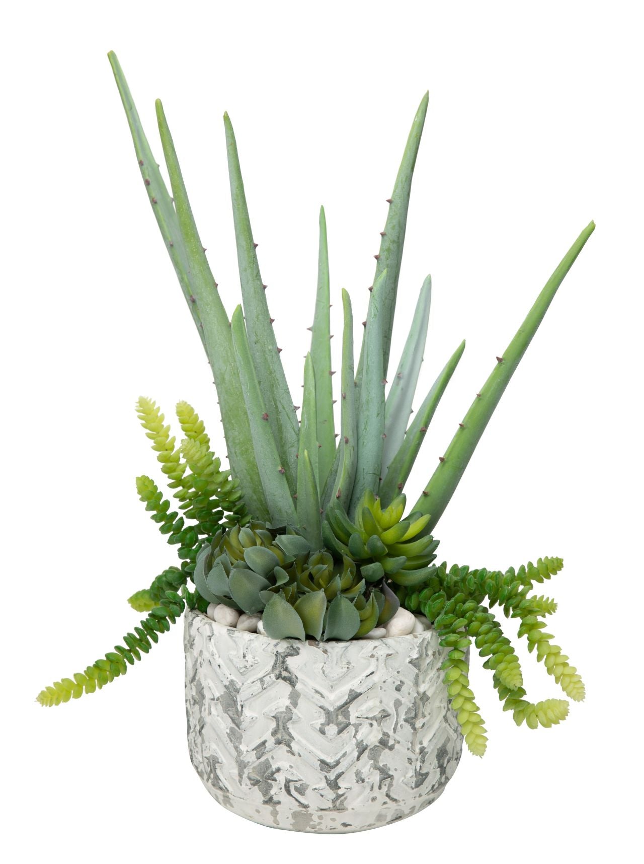 8" Chevy Pot with Aloe Arrangement AR1187