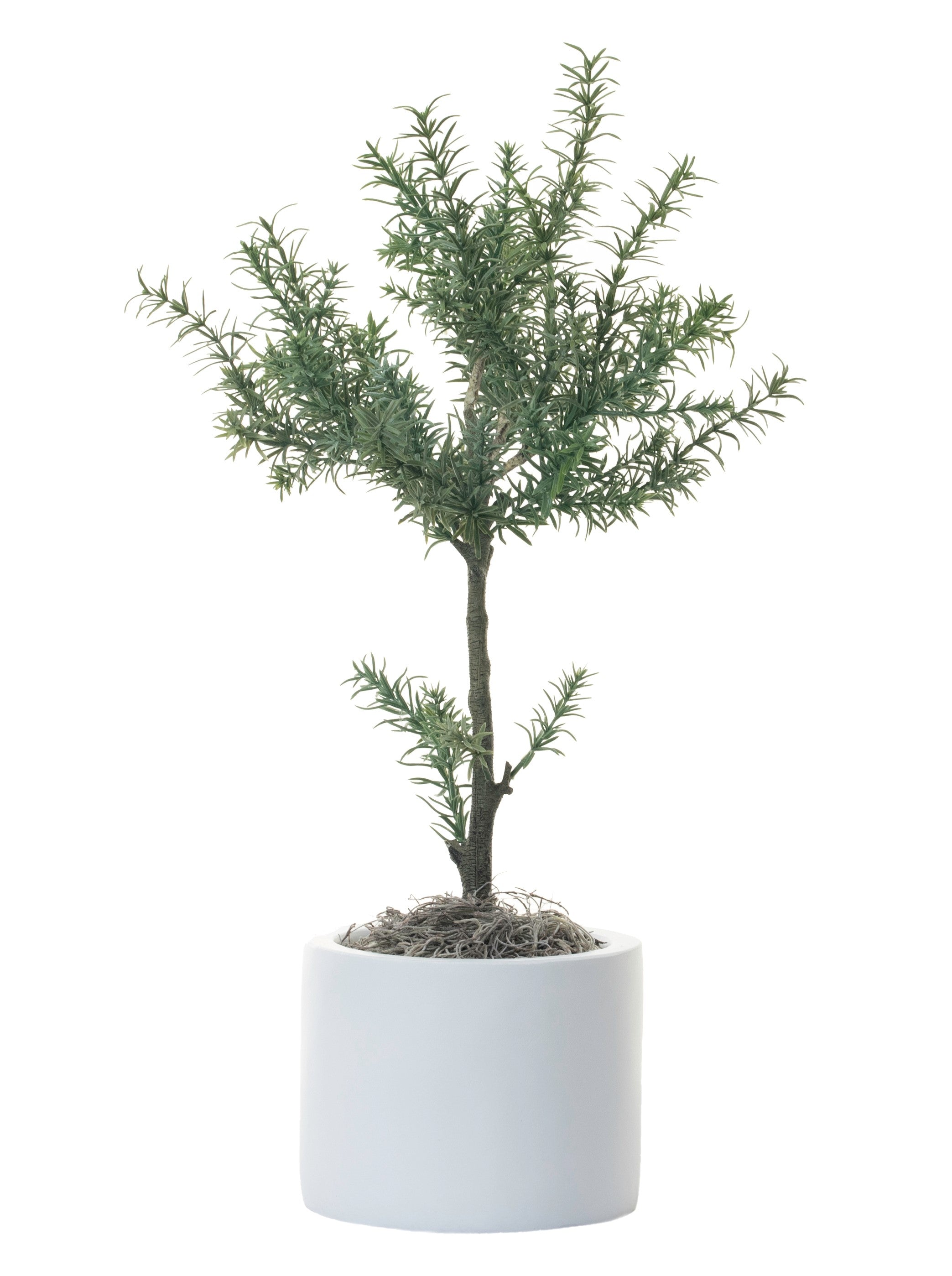 6" Harley Pot with 21” Potted Rosemary Topiary AR1283