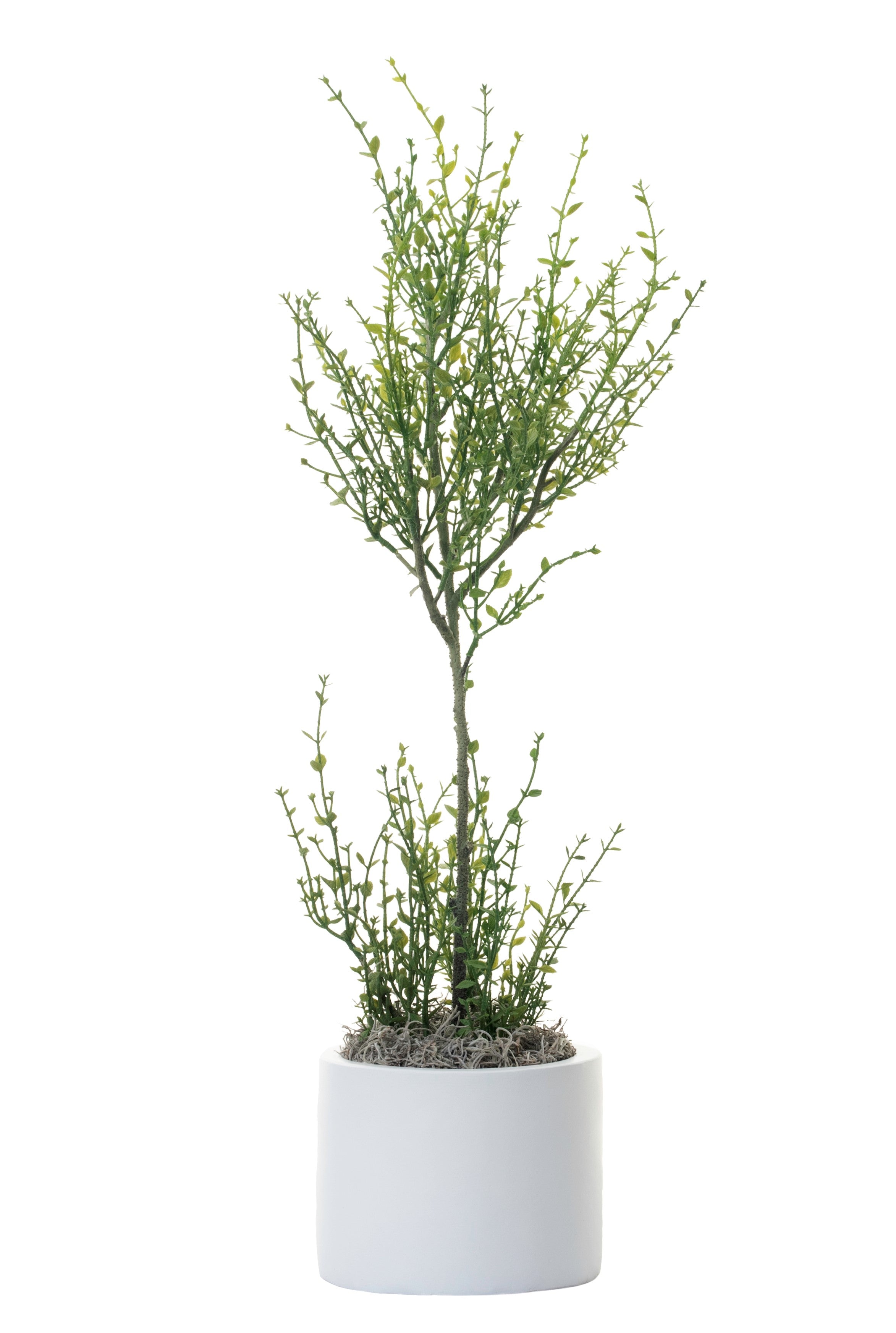6" Harley Pot with 29” Potted Tender Leaf Plant AR1284
