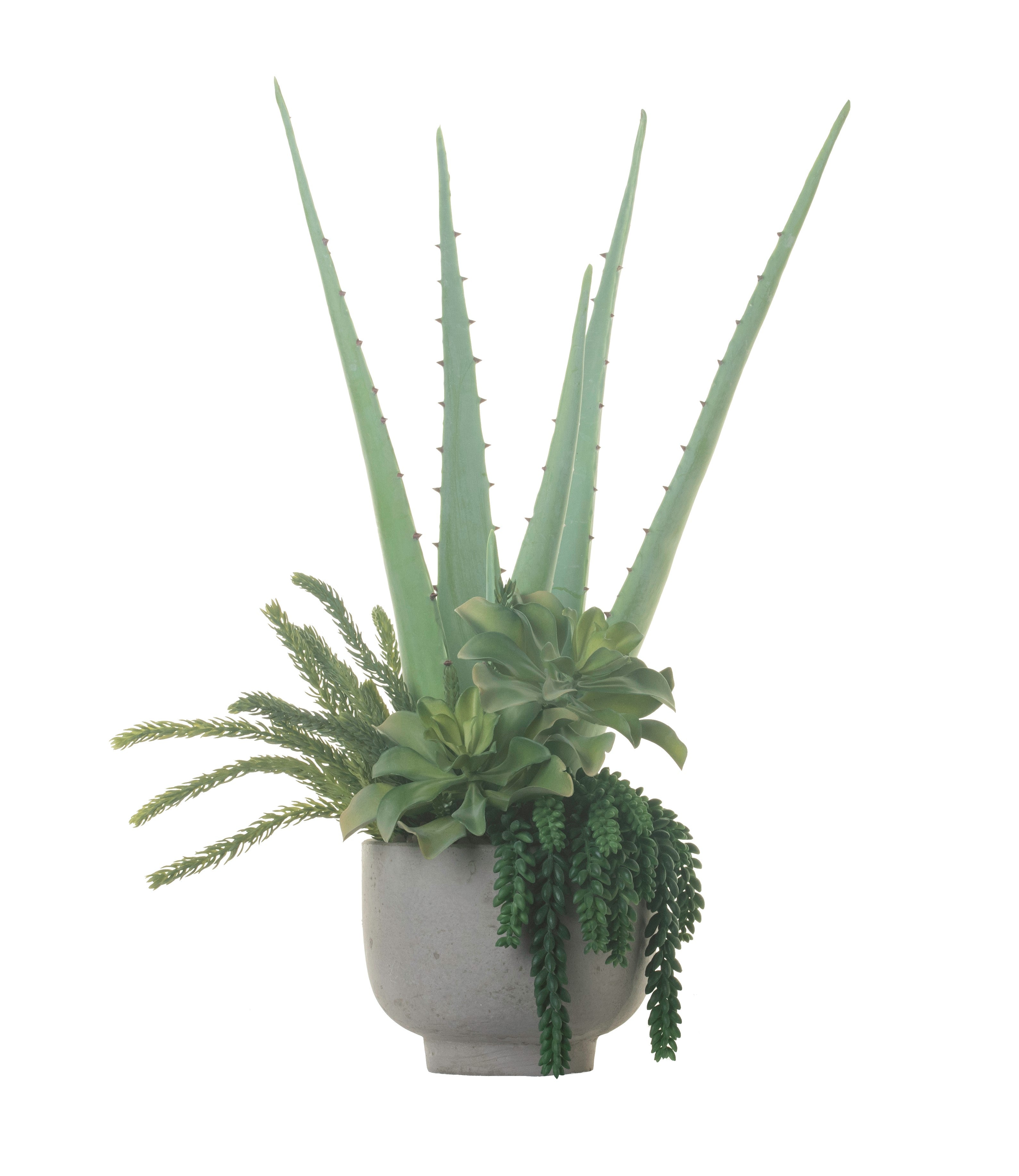 9" Mack Concrete Compote Bowl with Aloe & Mixed Succulents AR1315