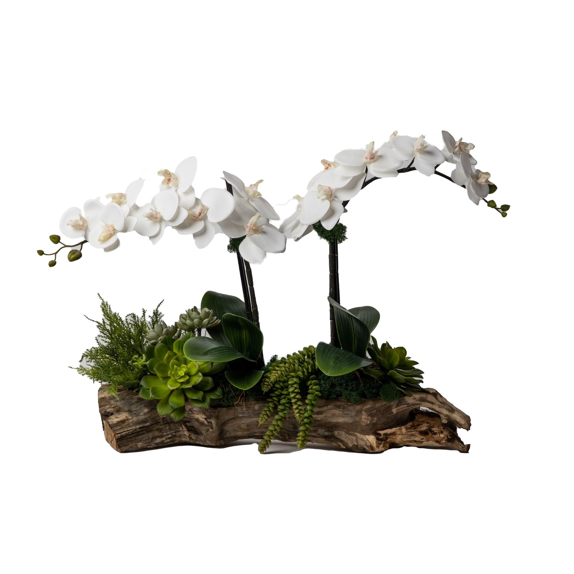 26" Charleston Driftwood with Orchid Arrangement AR1331