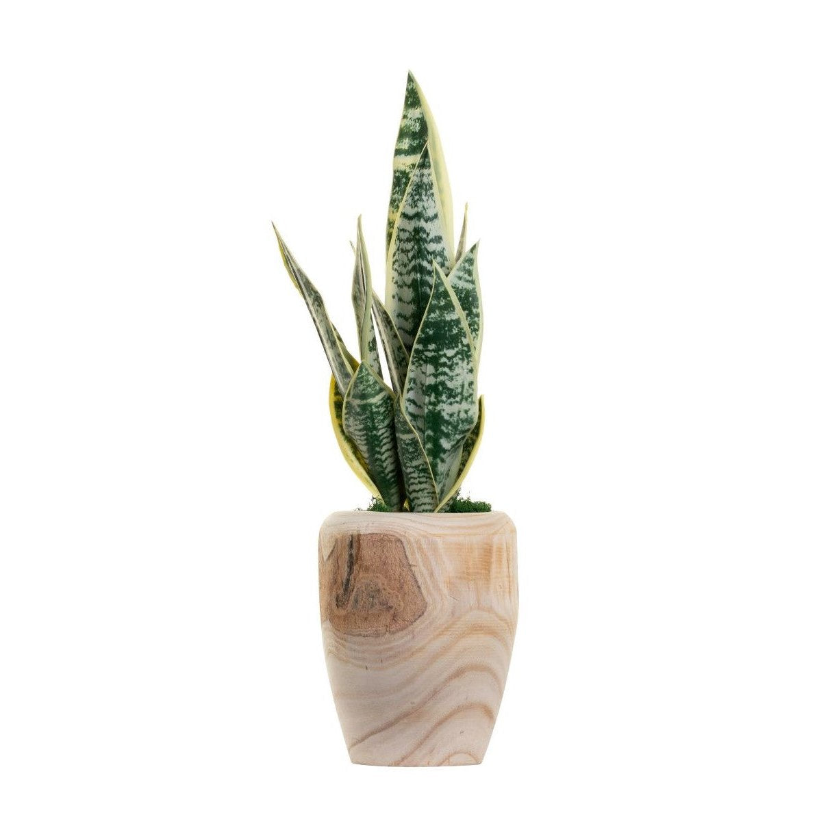 Sedona Wood Vase with Snake Plant Arrangement AR1390