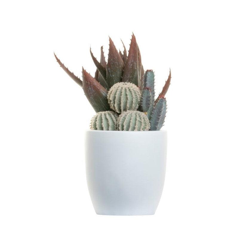 6" White Hayden Planter with Succulent Arrangement AR1392