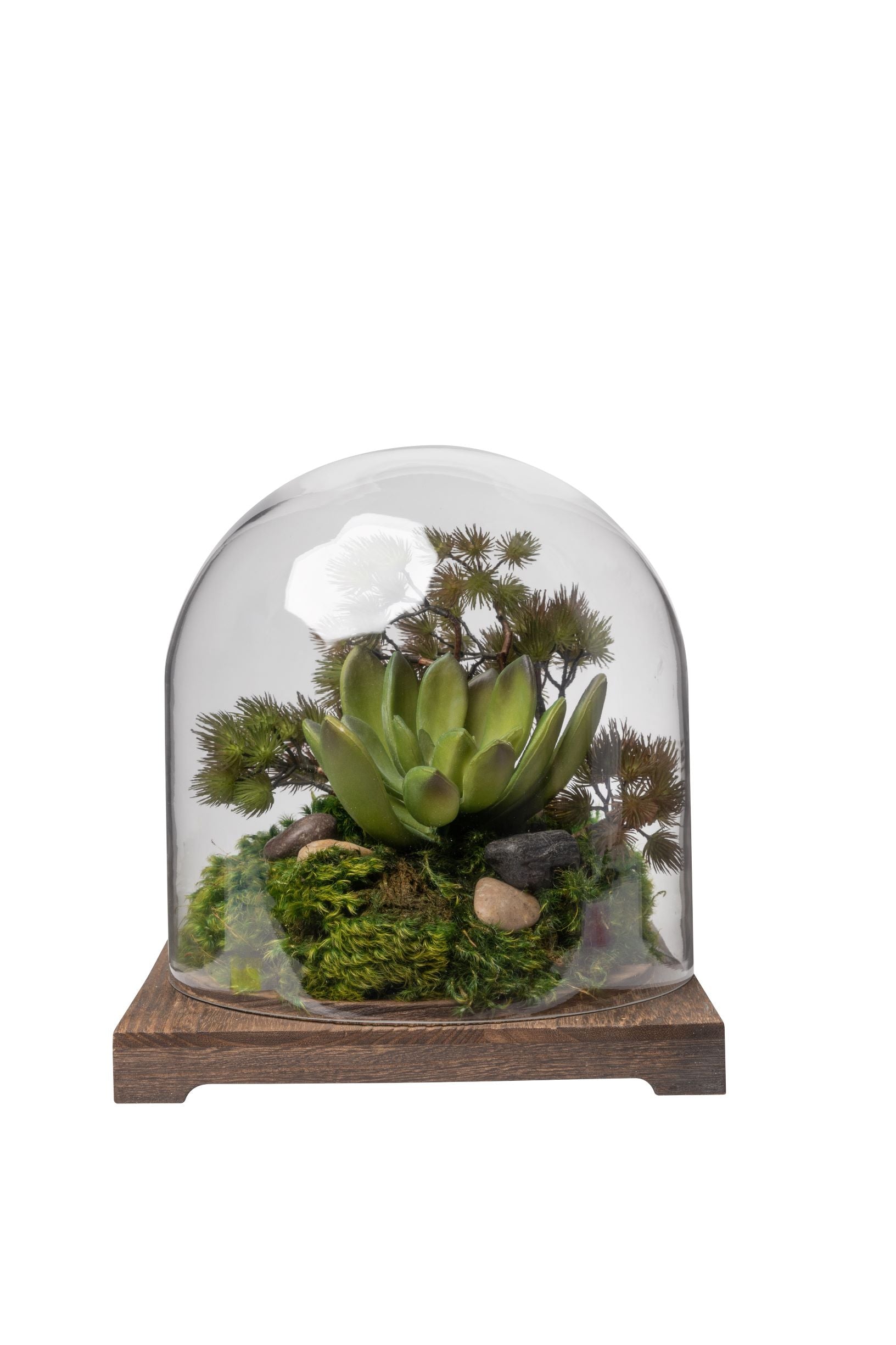 11" Cabo Terrarium with Succulent Arrangement AR1409
