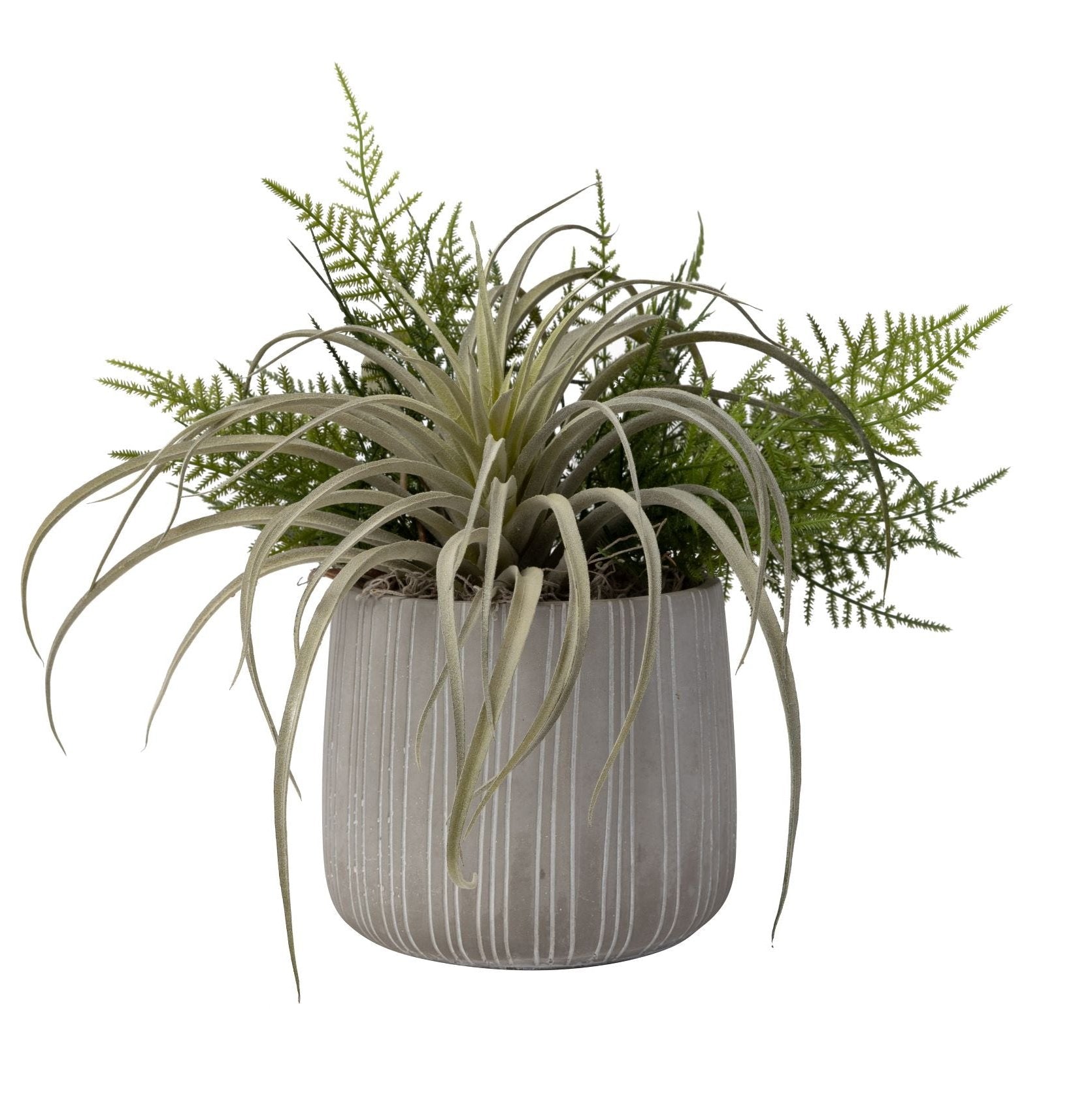 6" Sonora Pot with Air Plant Arrangement AR1449