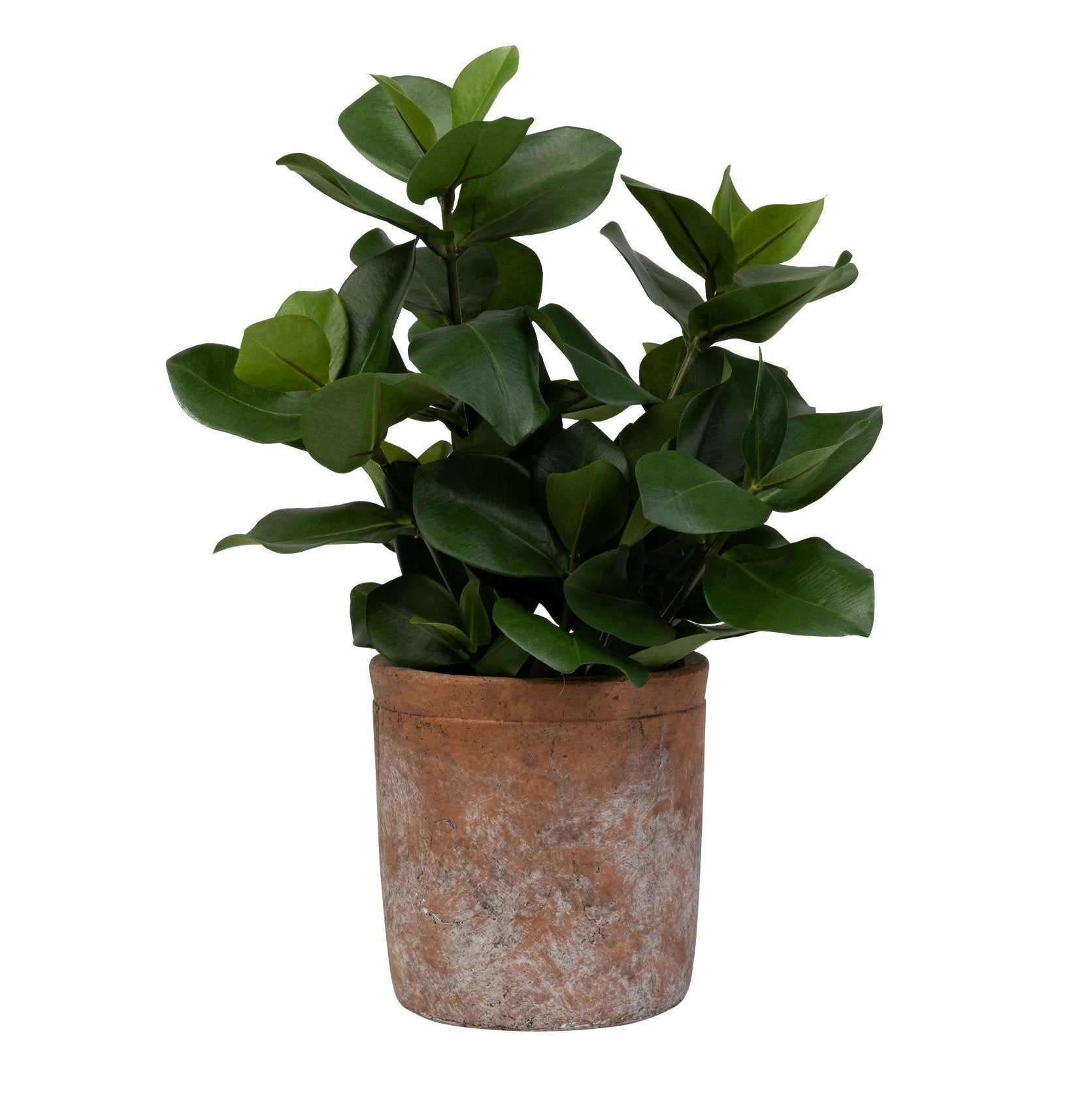 7" Kraken Pot with Clusia Bush AR1452