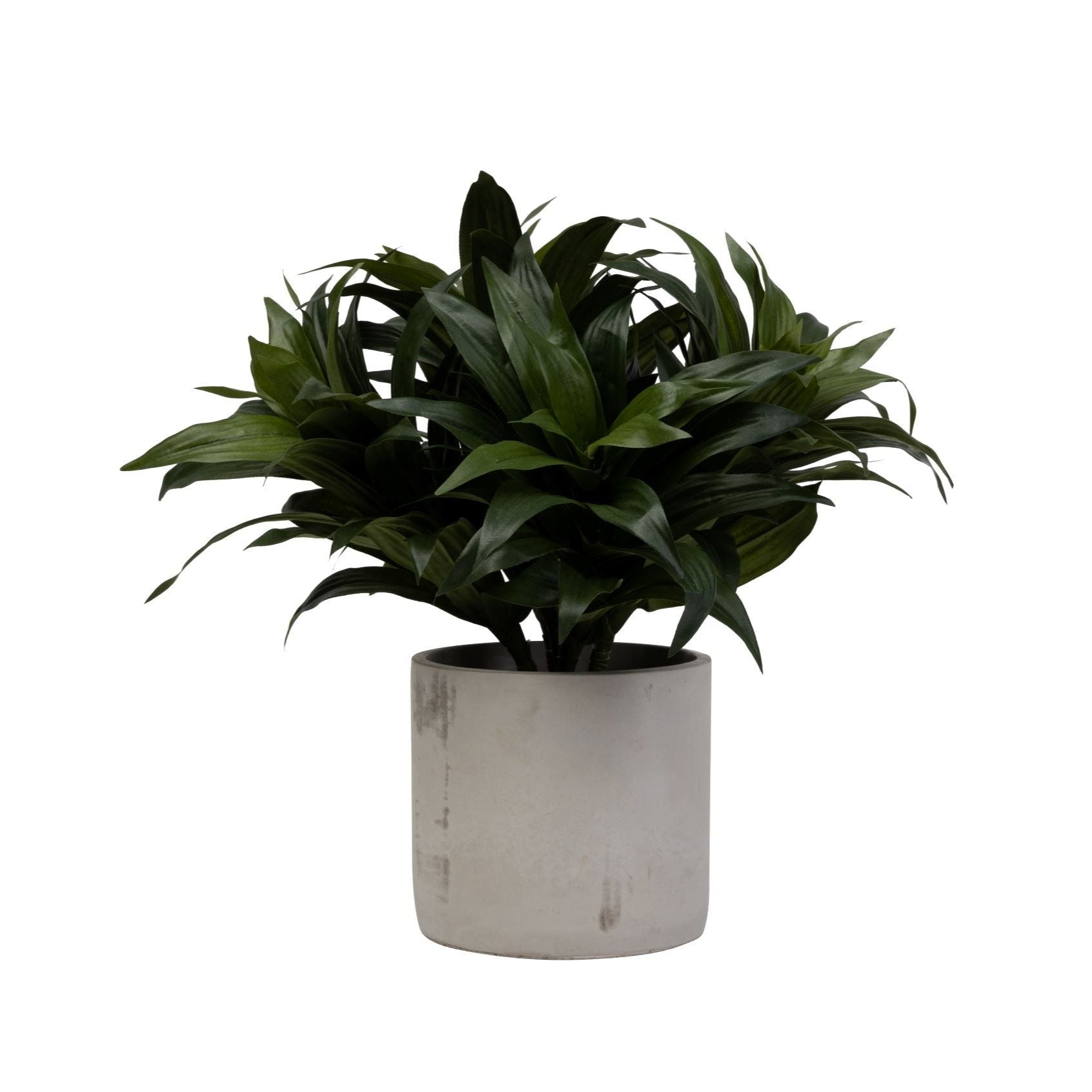 6" Corbin Pot with Dracaena Arrangement AR1456
