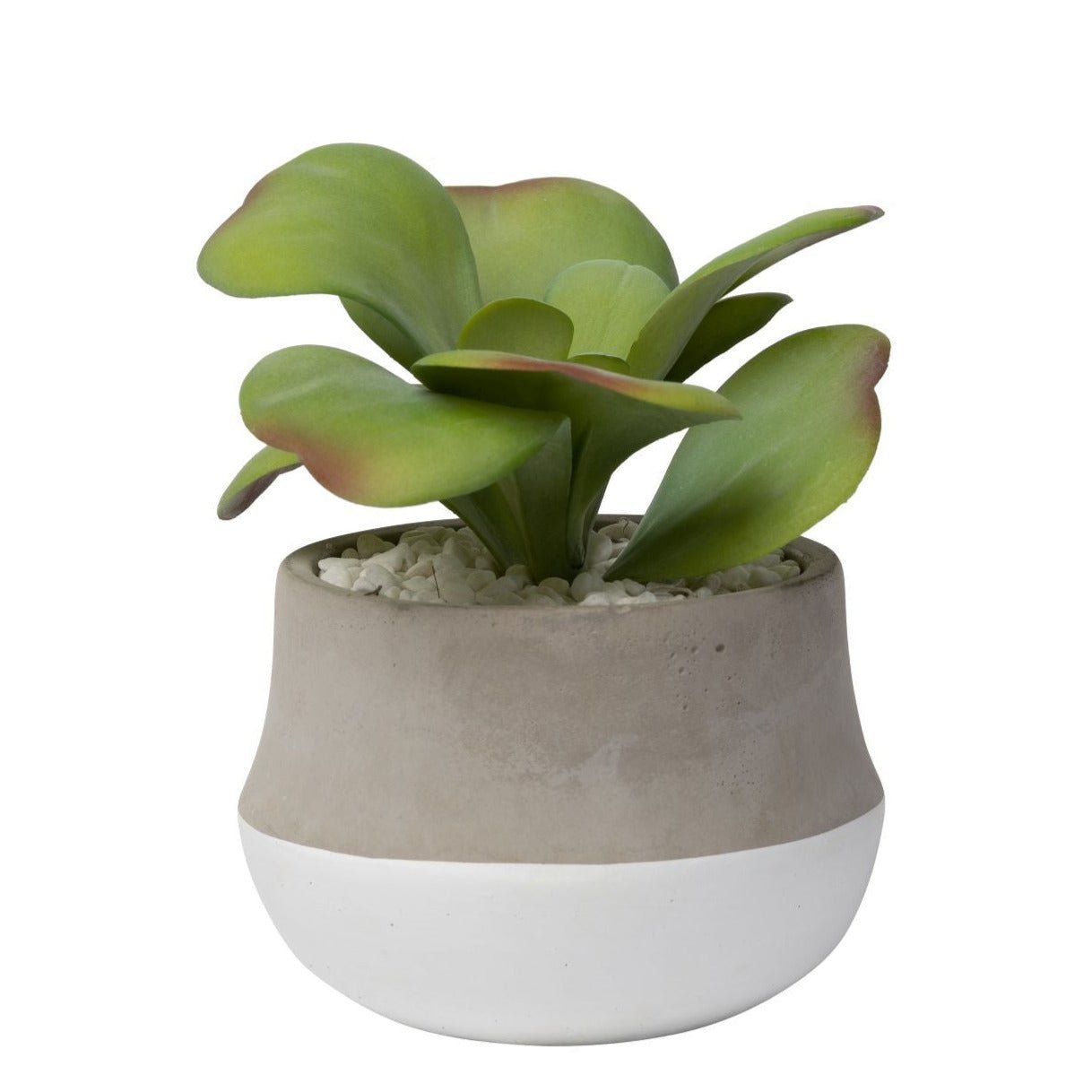 6" Taylor Pot with Succulent AR1460