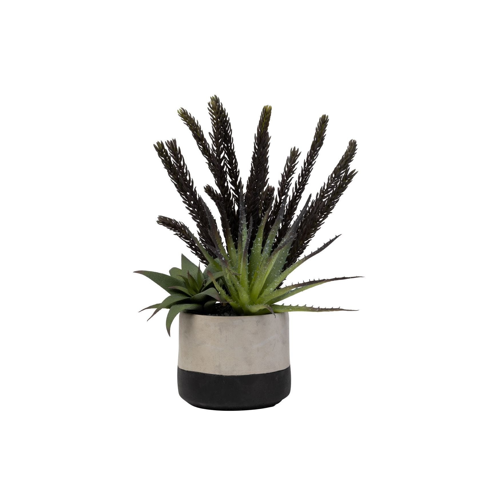 6" Ashby Pot with Succulent Arrangement AR1465