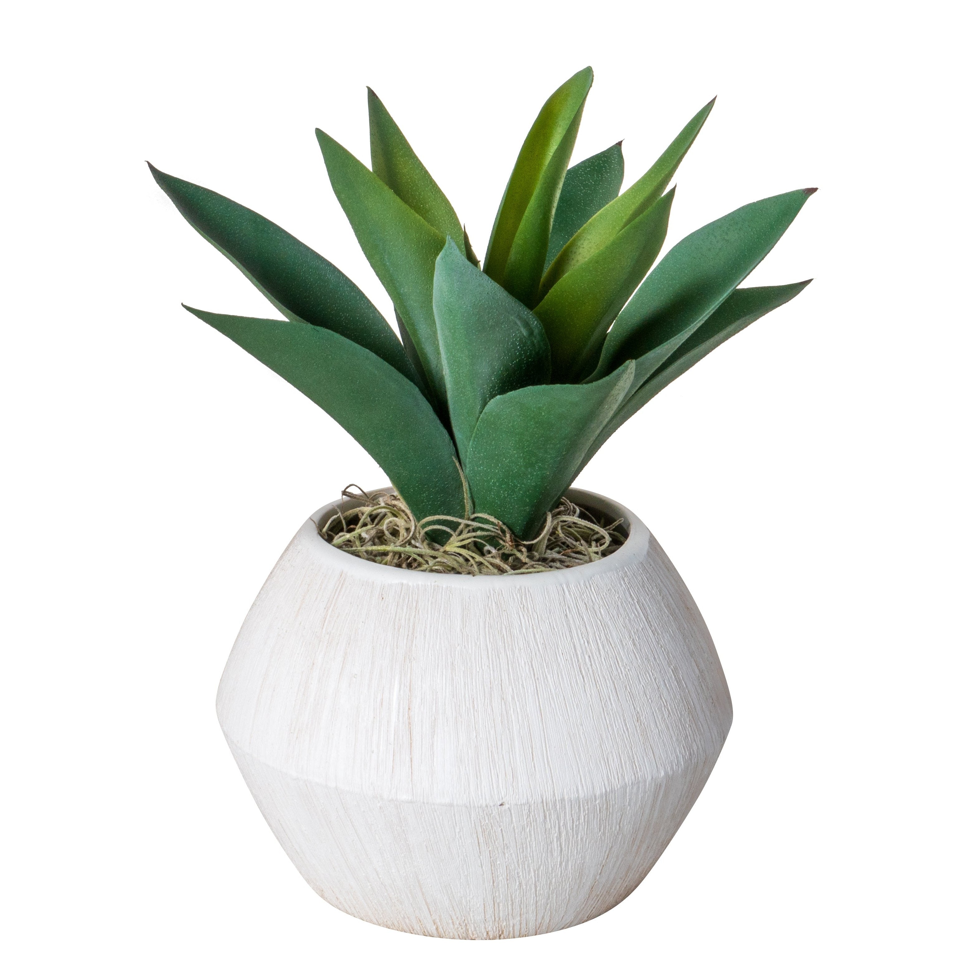 6" Ava Pot with Agave Arrangement AR1542