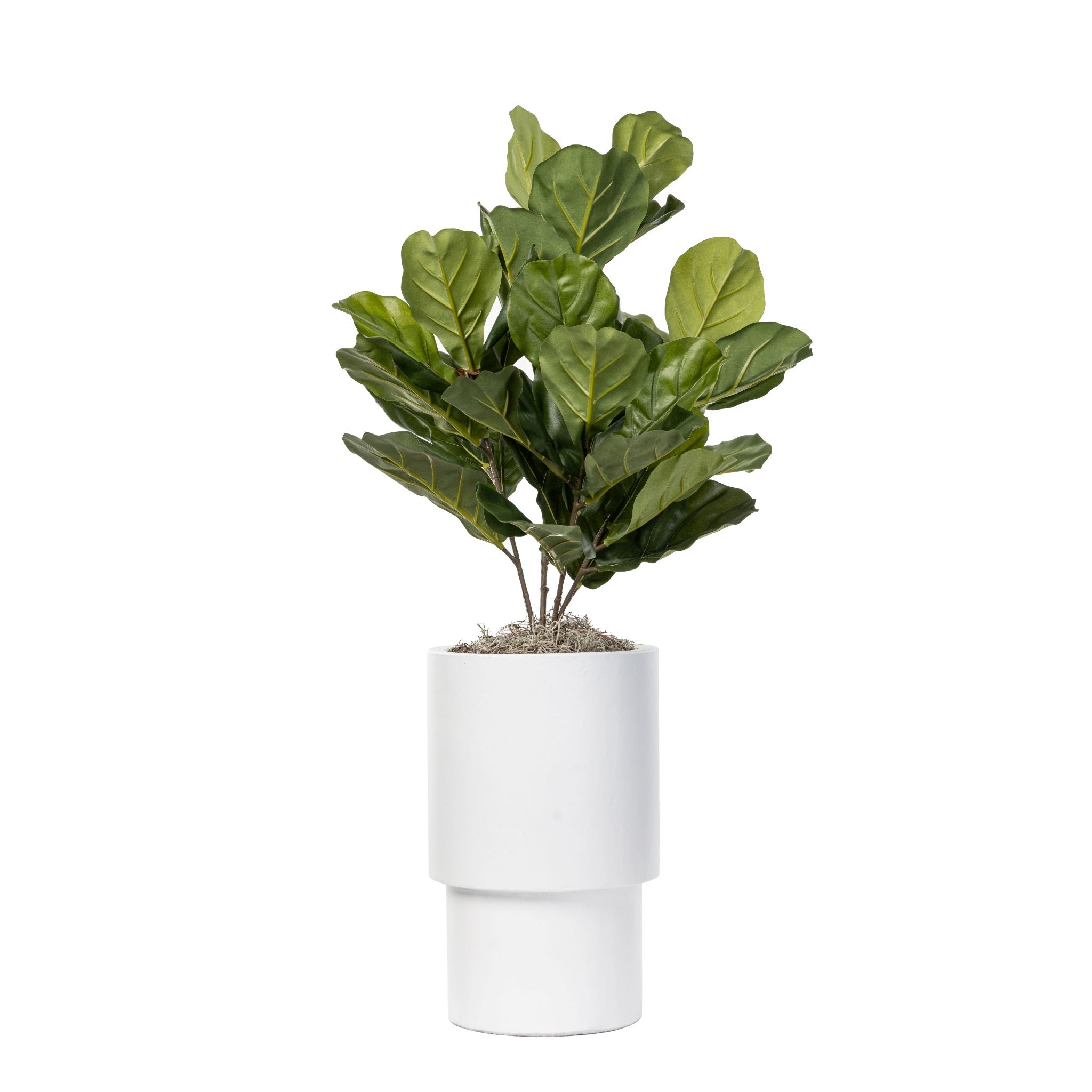 Small Fiddle Leaf Fig (PP1030) in a Small White Lucca AR1557
