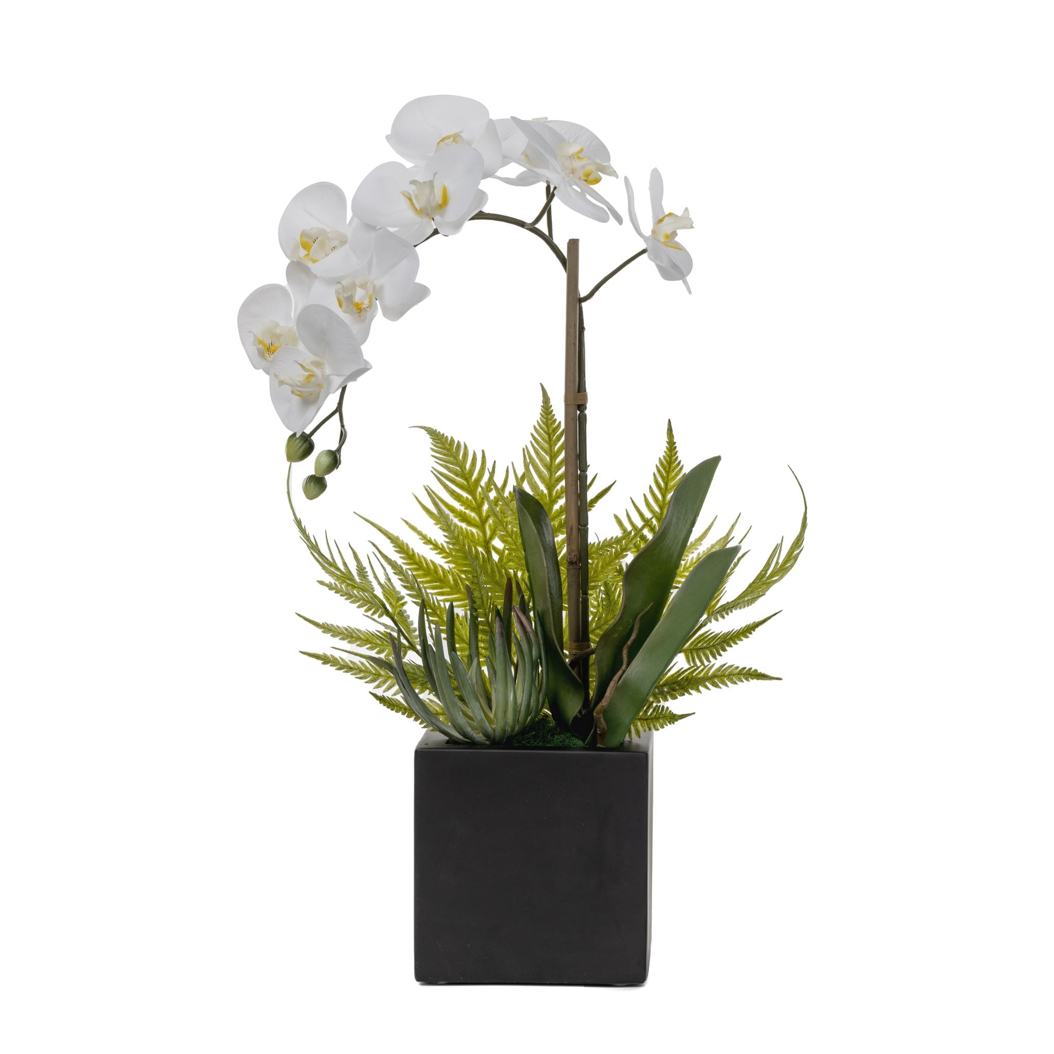 6" Black Harley with Orchid and Fern Arrangement AR1564