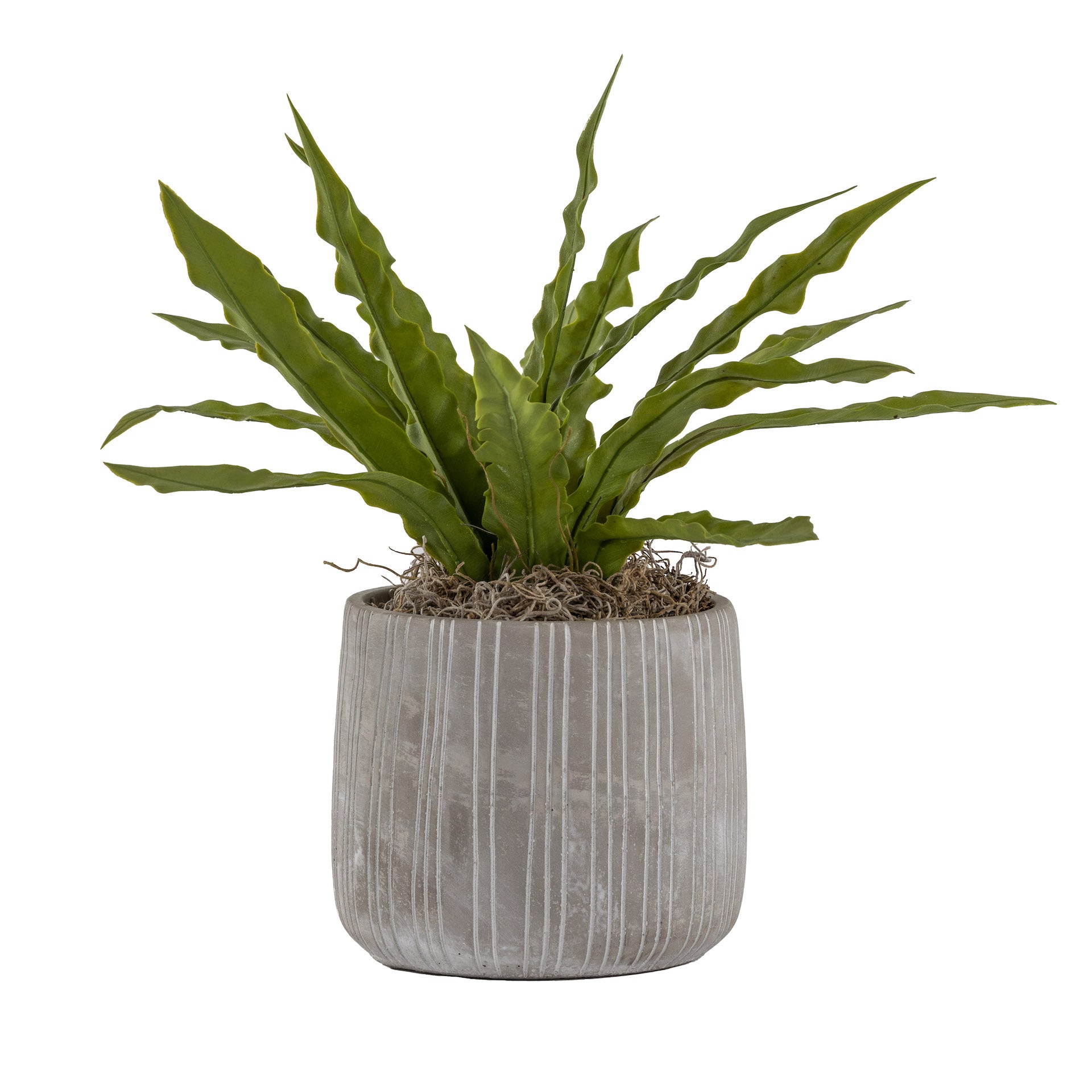 6" Sonora Pot with Fern AR1618