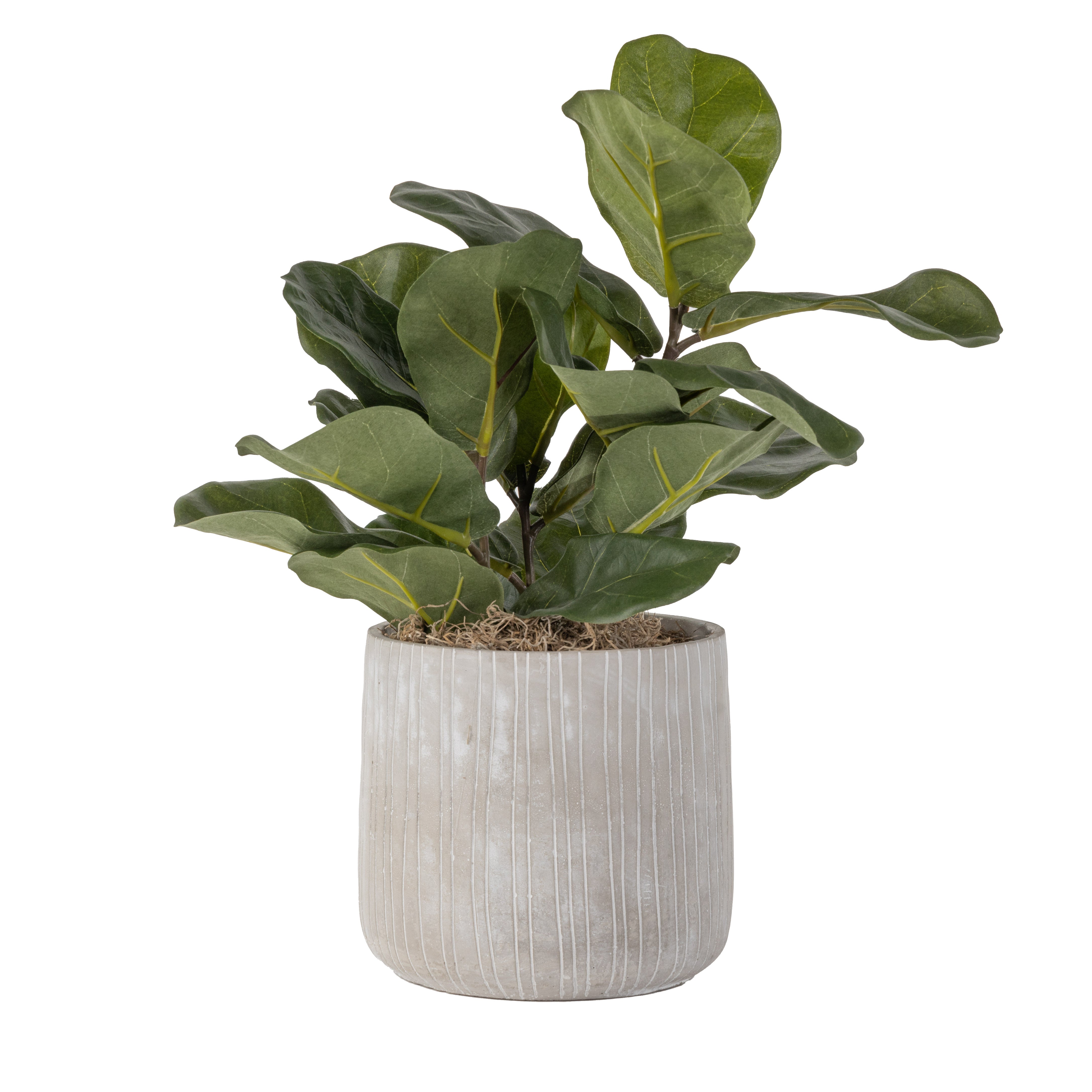 7.5" Sonora Pot with Fiddle Leaf Fig AR1619
