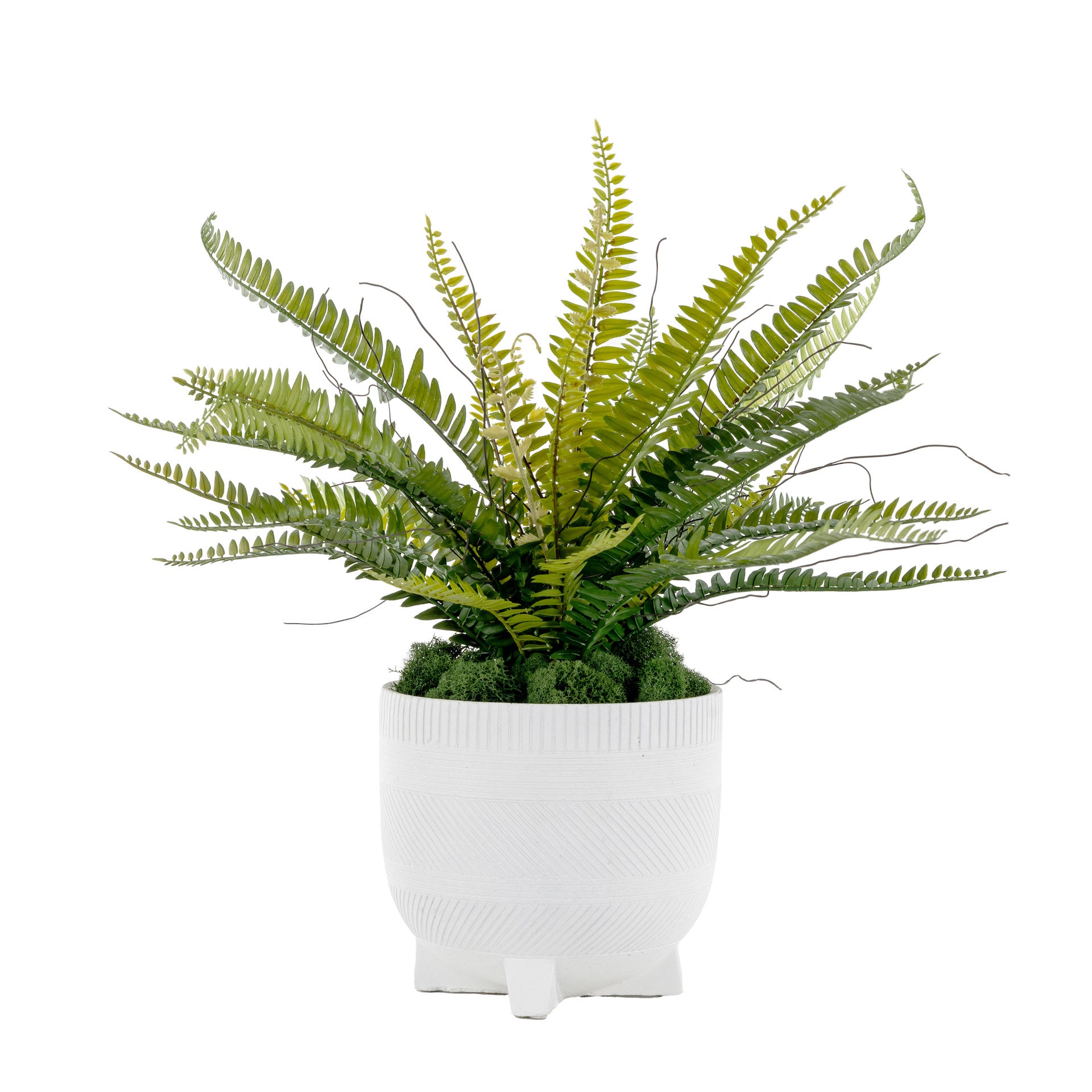 7" Winifred Pot with Fern Arrangement AR1626