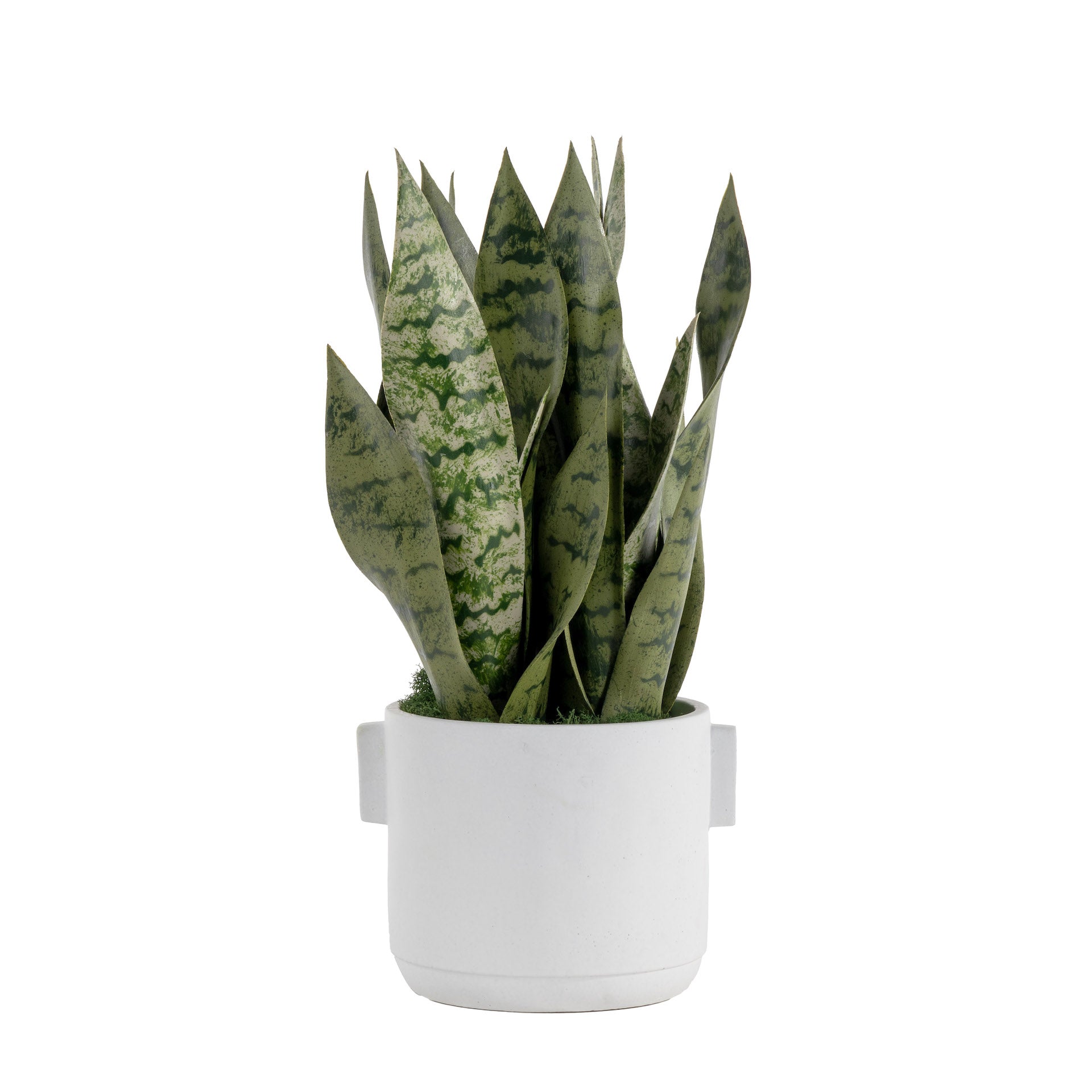 6" Watson Pot with Snake Plant Arrangement AR1629