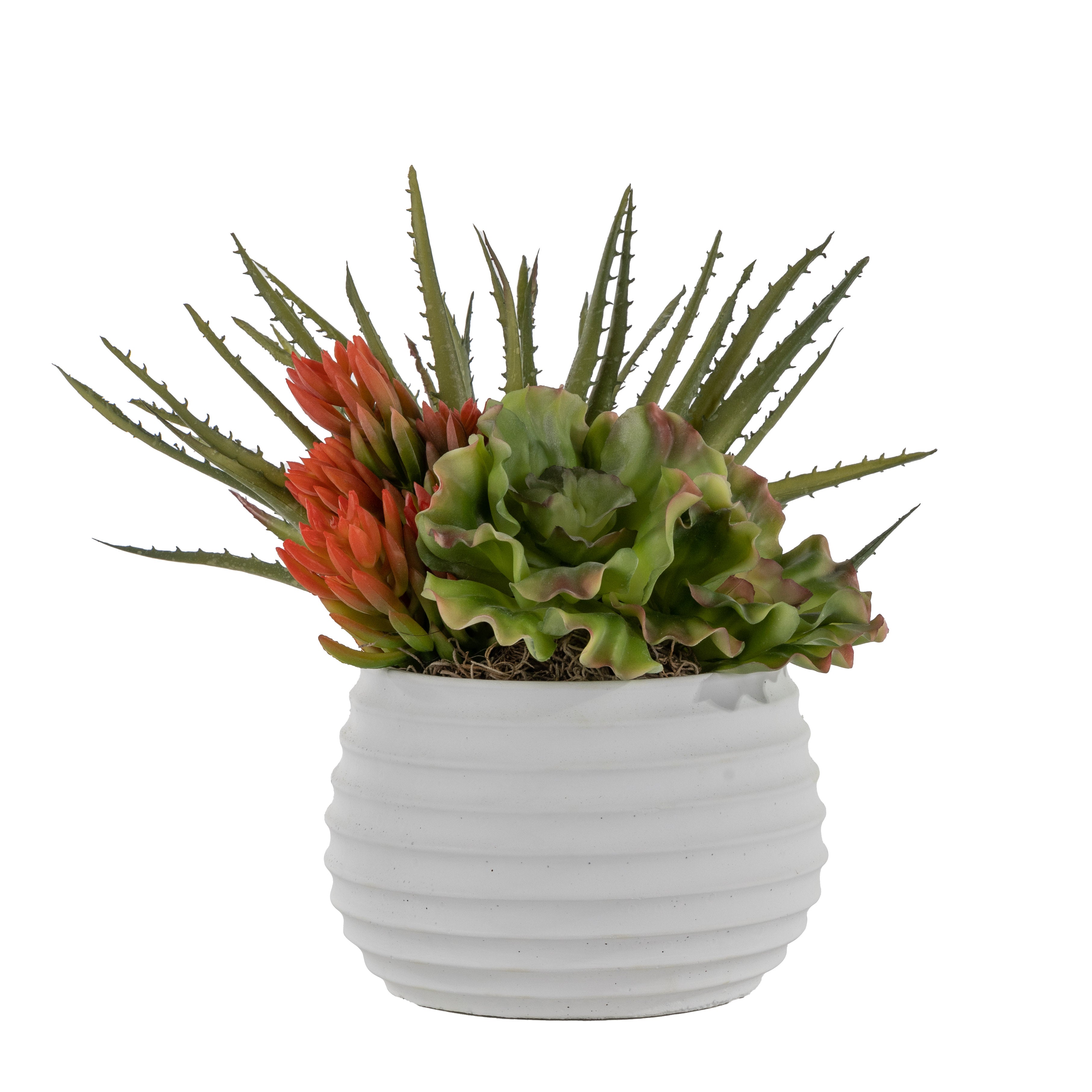 Zay Pot with Succulent Arrangement AR1631
