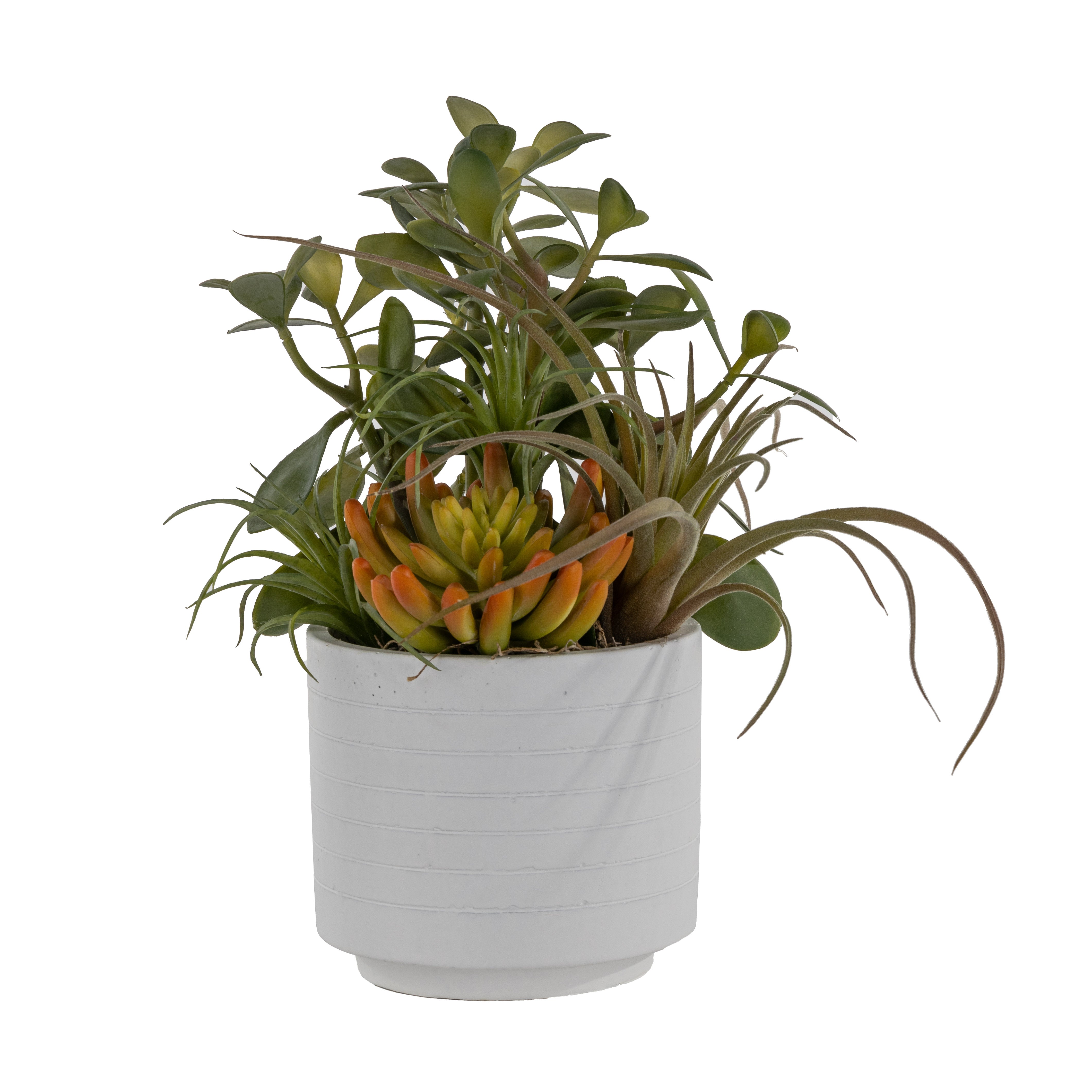 5" Flat White Pot with Succulent Arrangement AR1641